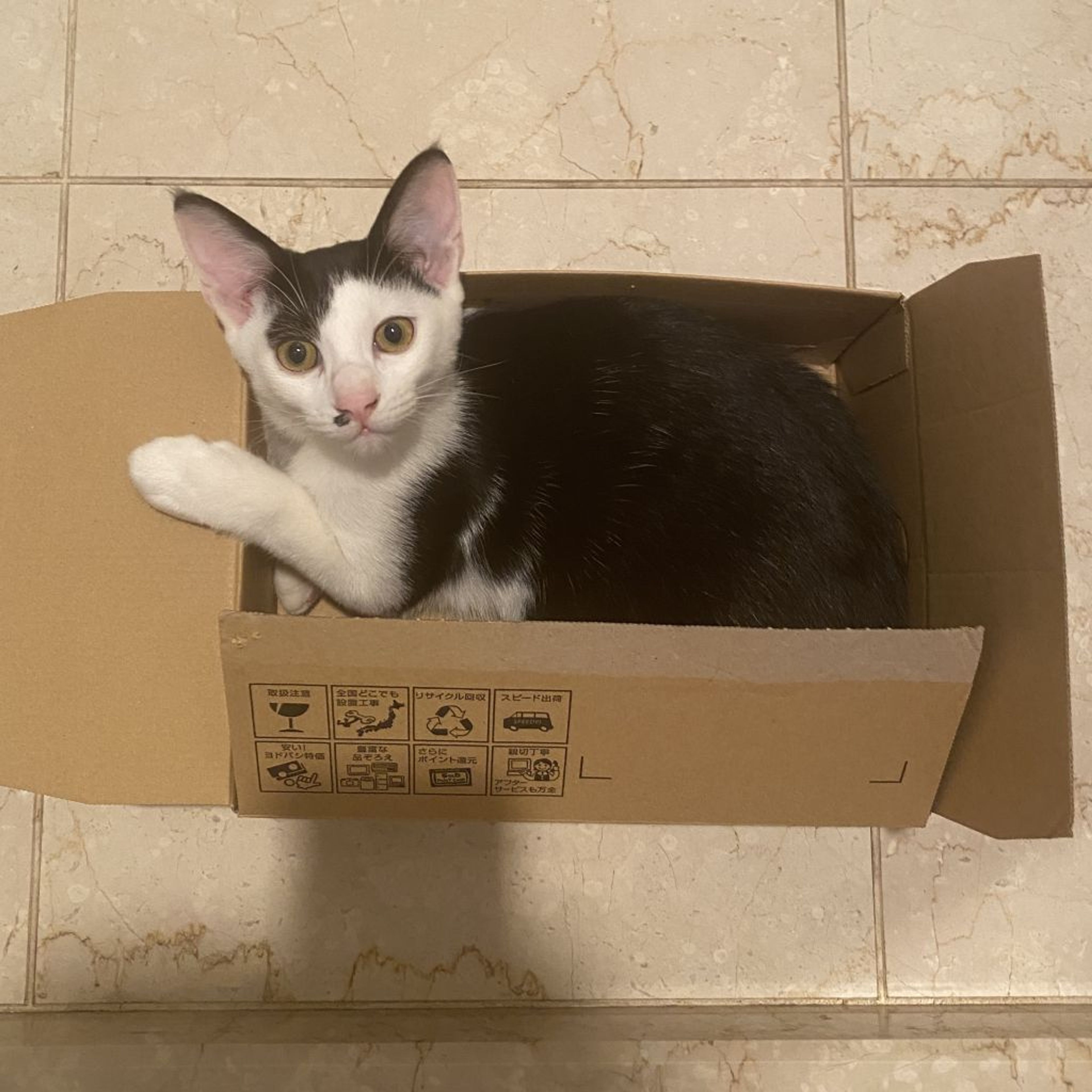 pet-image-3