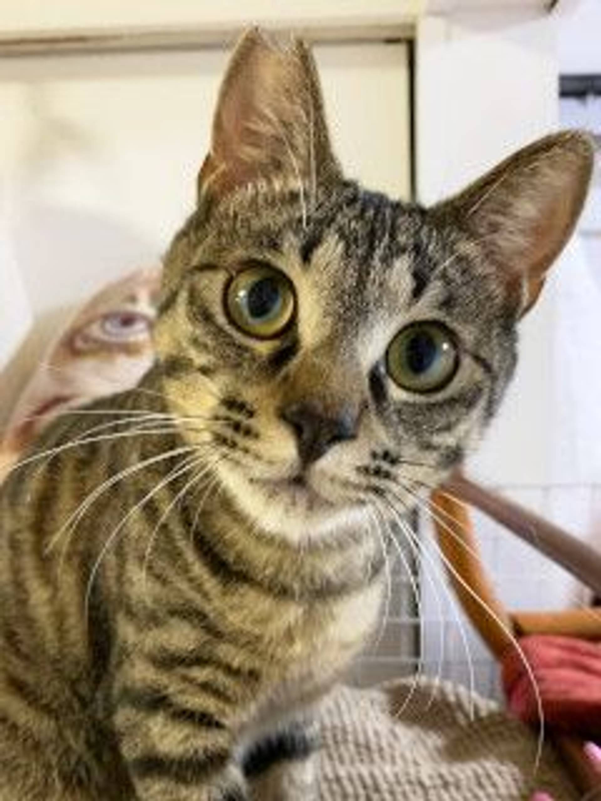 雑種（ミックス猫）・オスの里親募集の写真