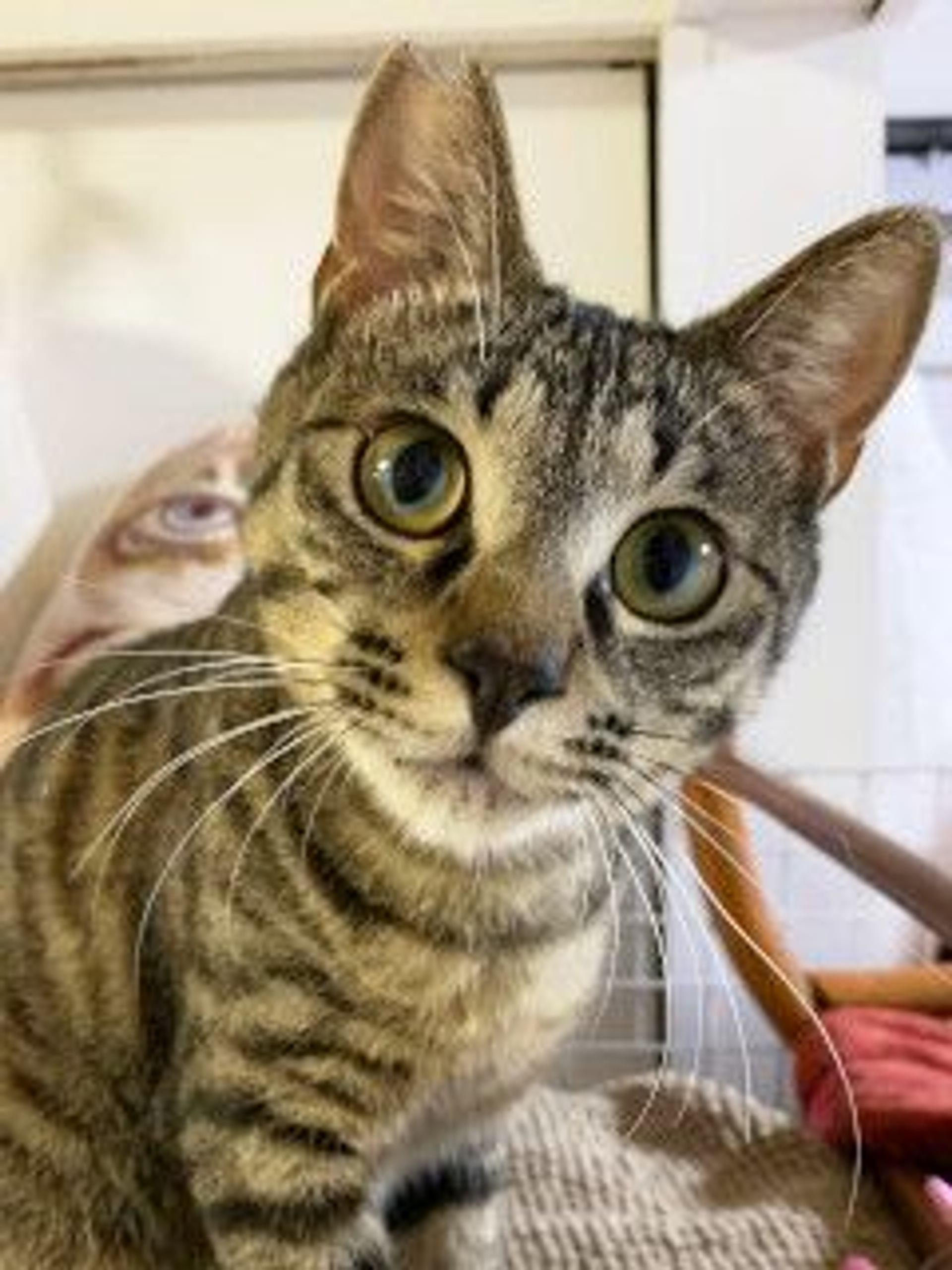 雑種（ミックス猫）・オスの里親募集の写真