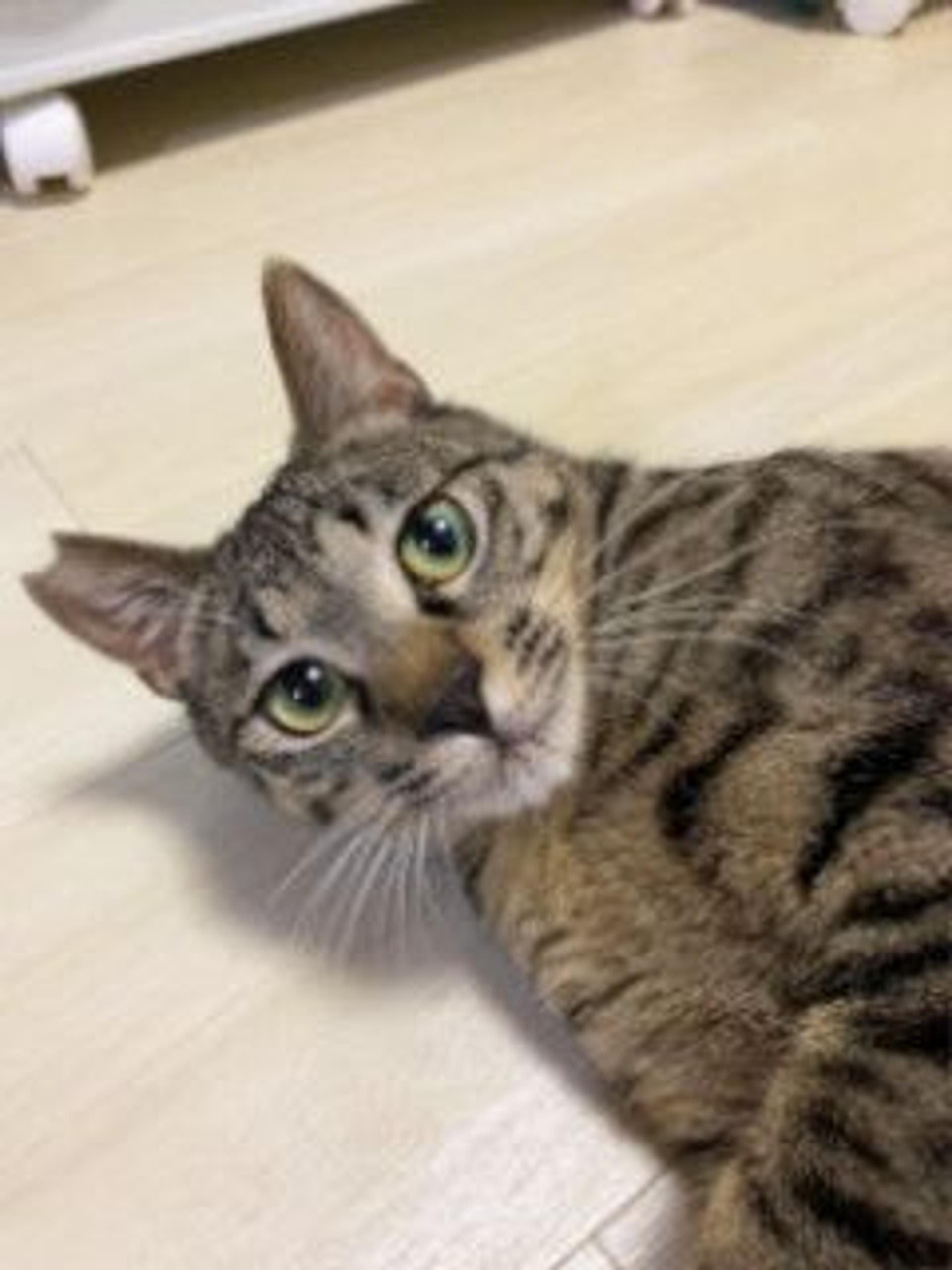 pet-image-9