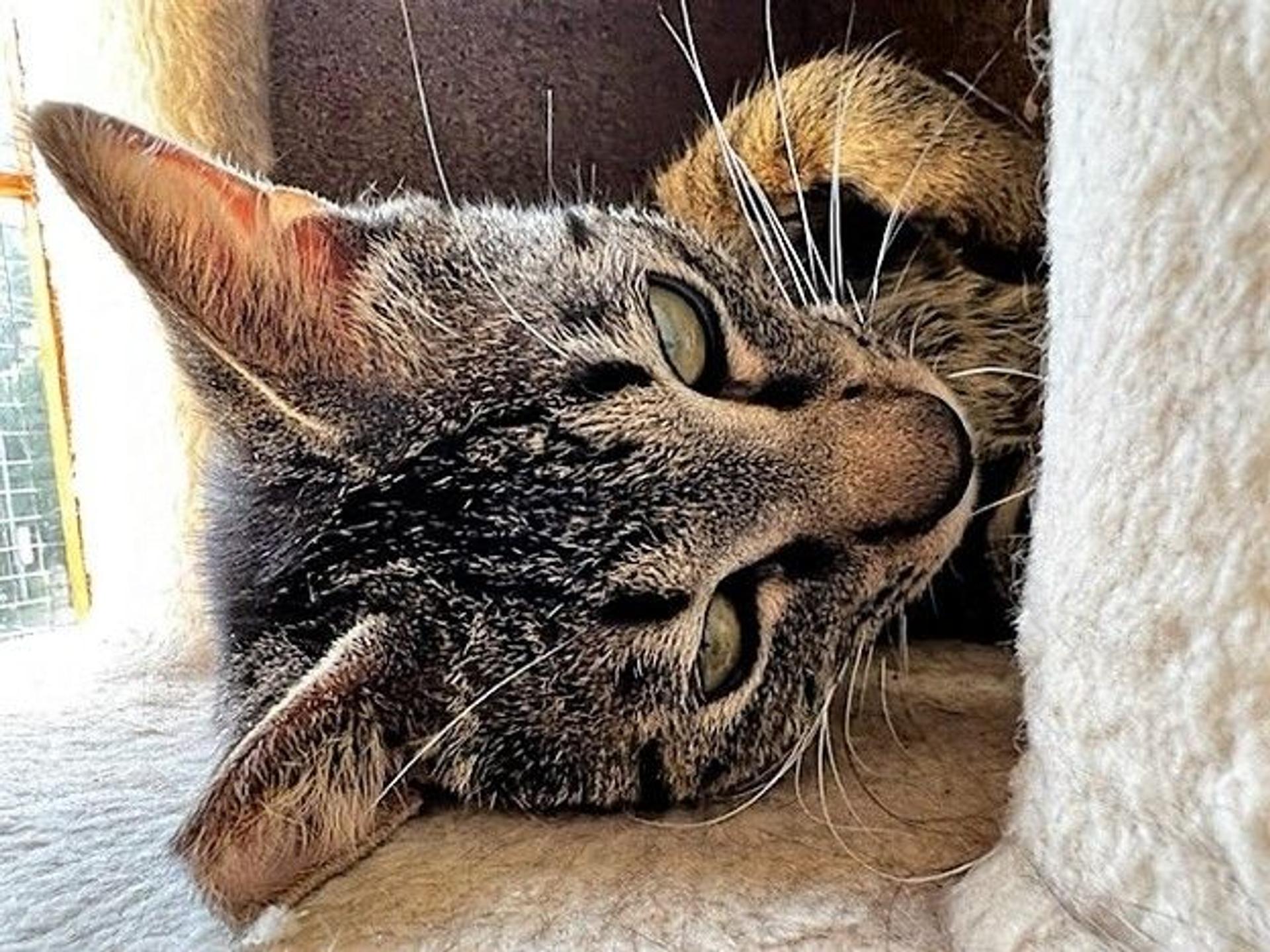 pet-image-2