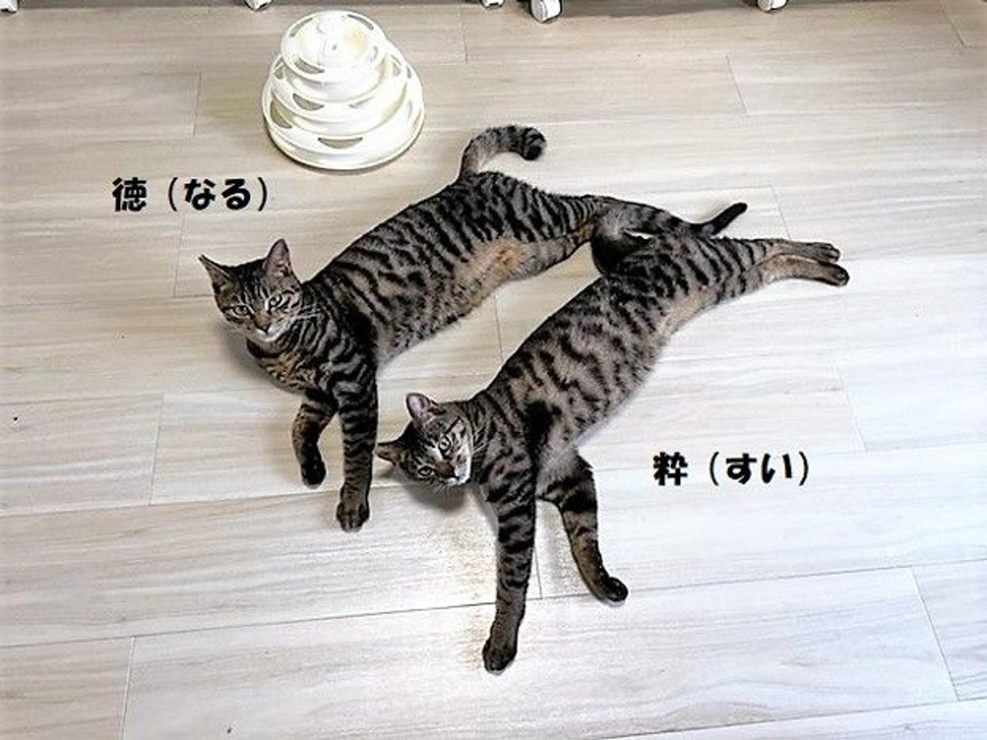 pet-image-4