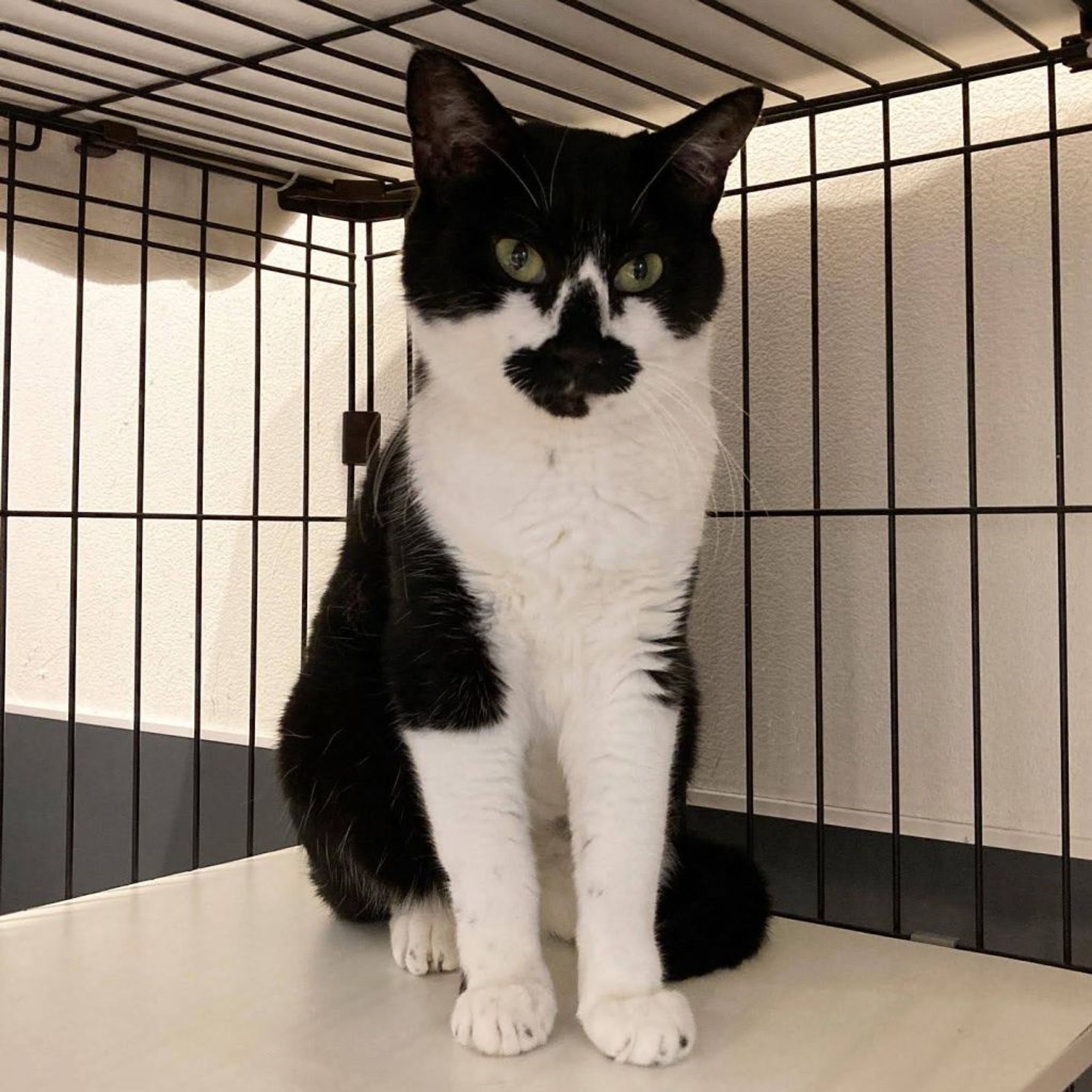 pet-image-2