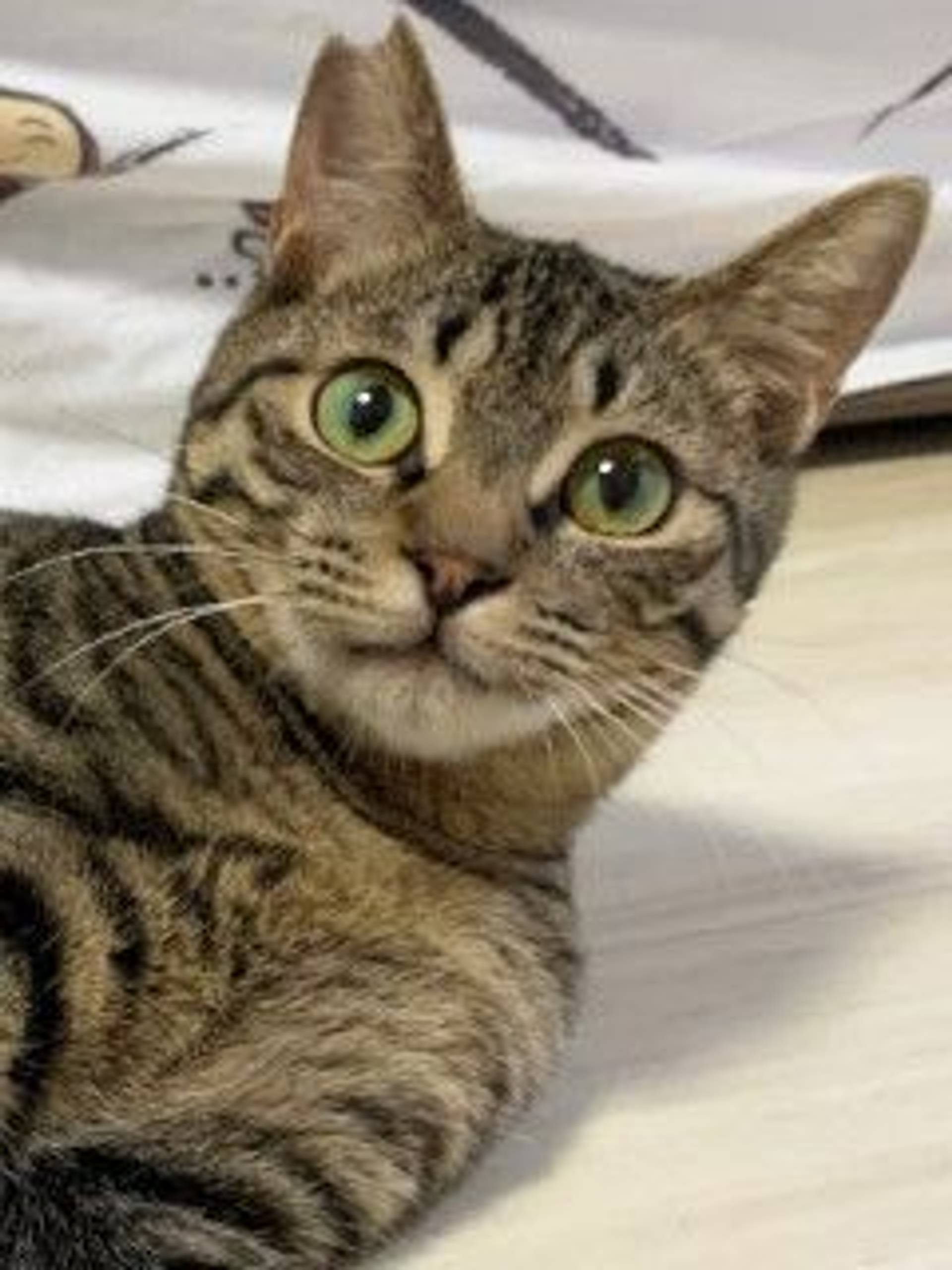 雑種（ミックス猫）・オスの里親募集の写真