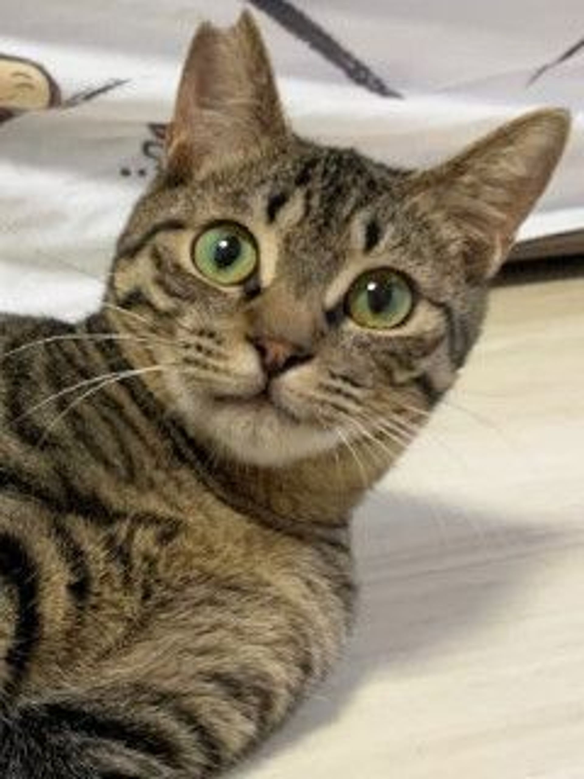雑種（ミックス猫）・オスの里親募集の写真