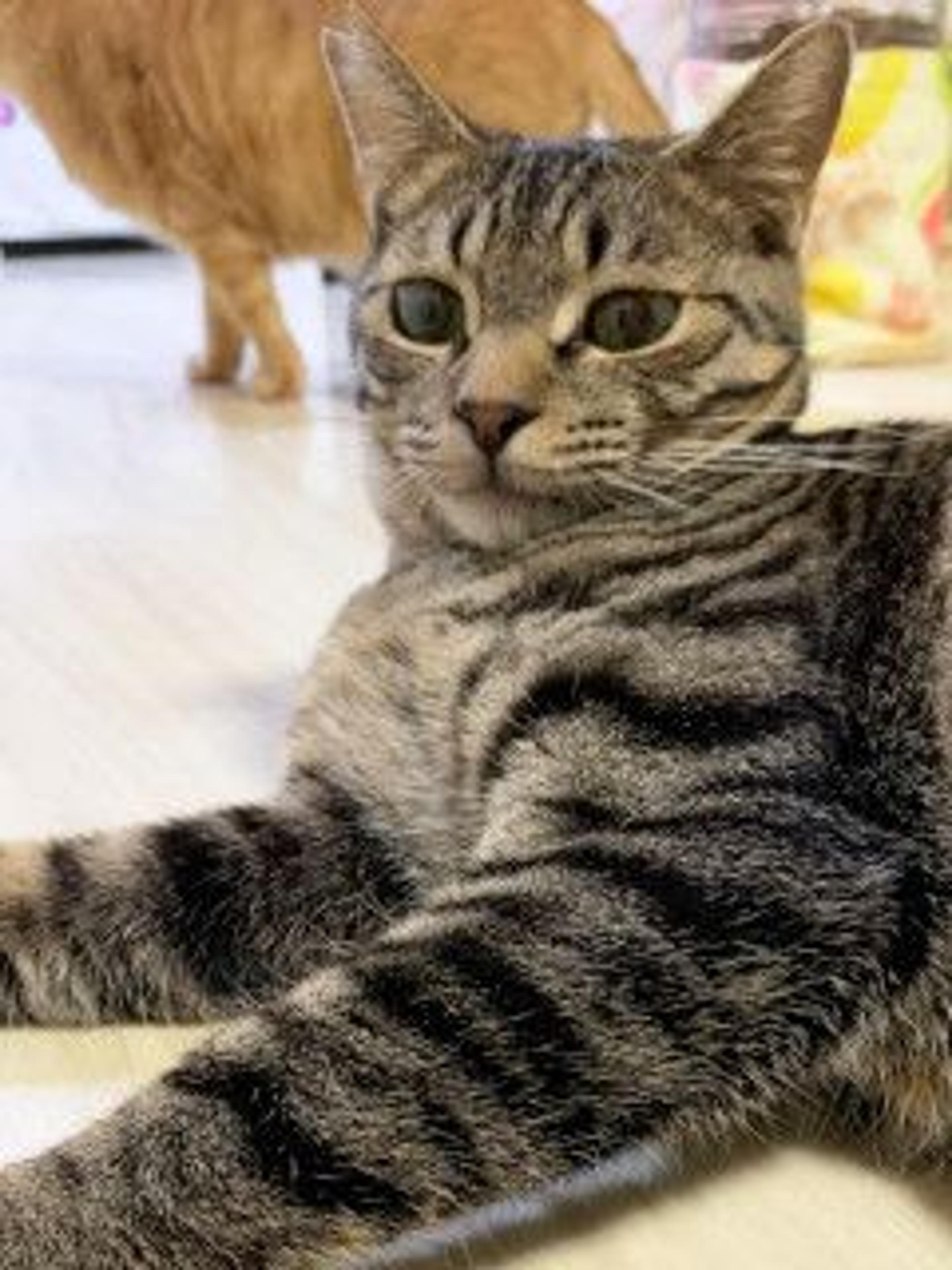 pet-image-7