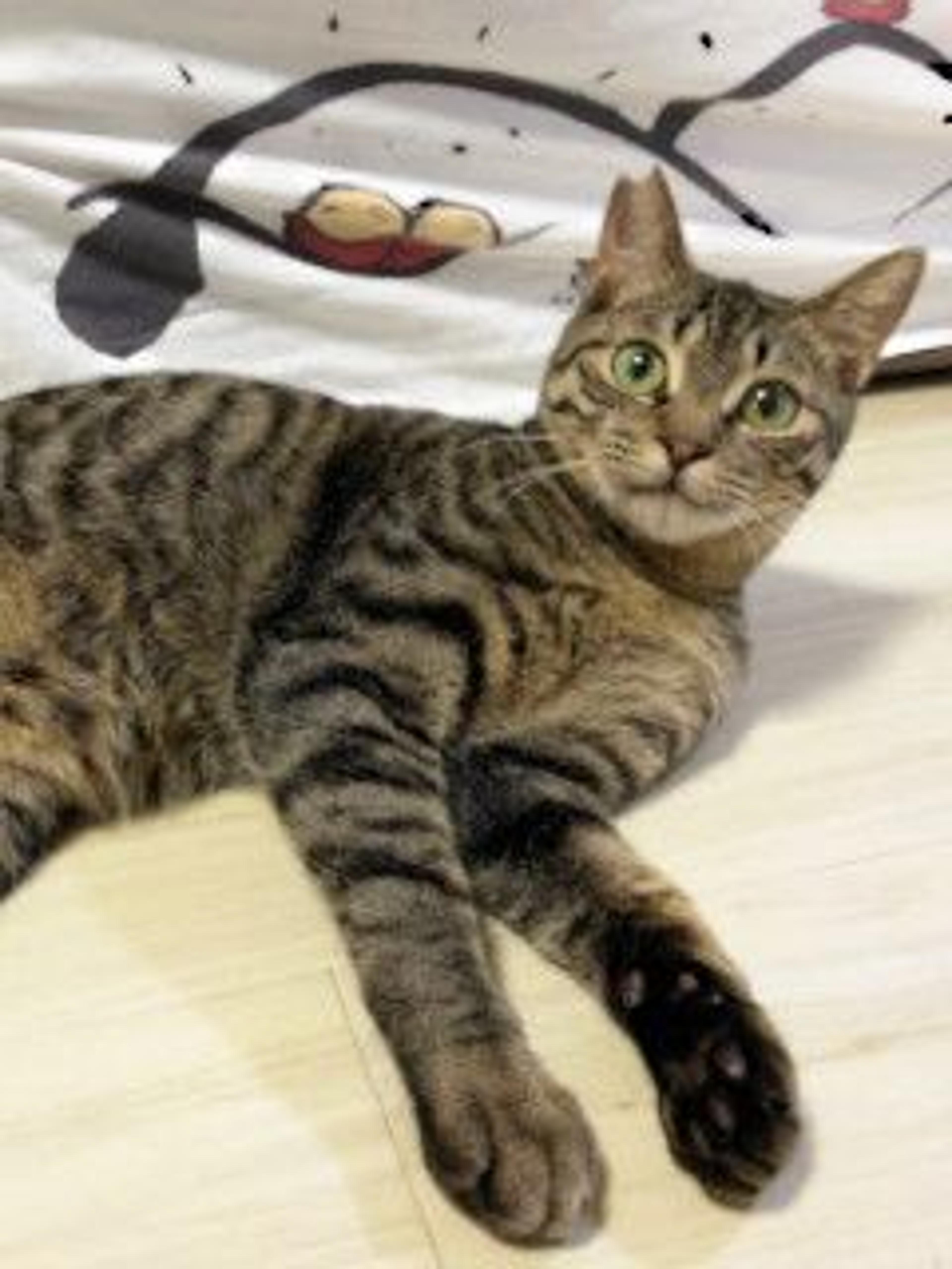 pet-image-10
