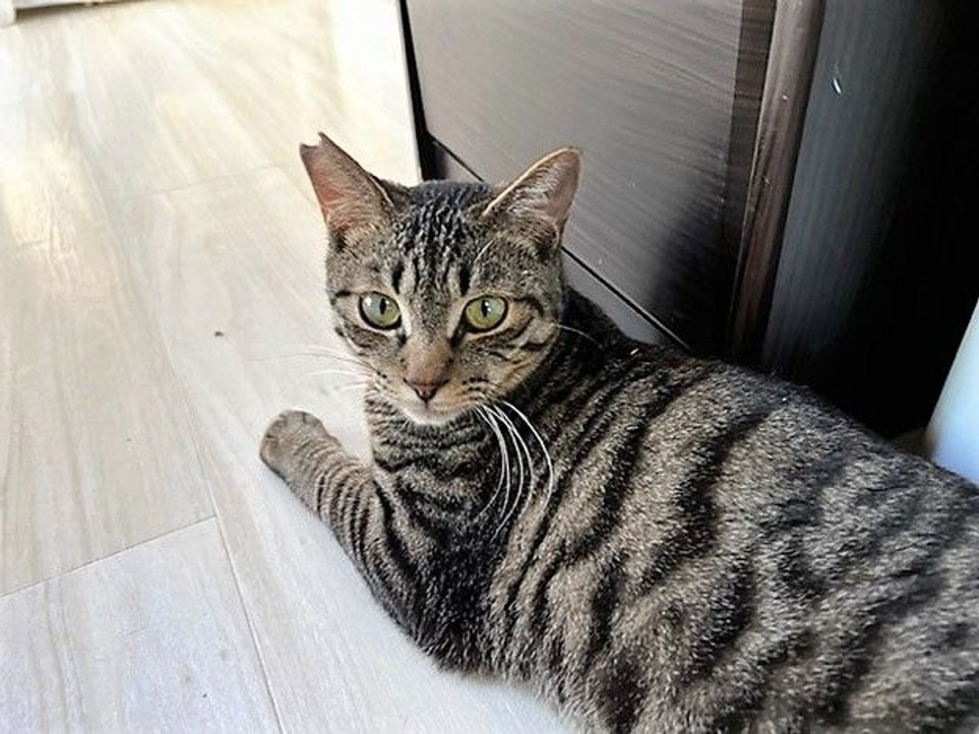 雑種（ミックス猫）・オスの里親募集の写真