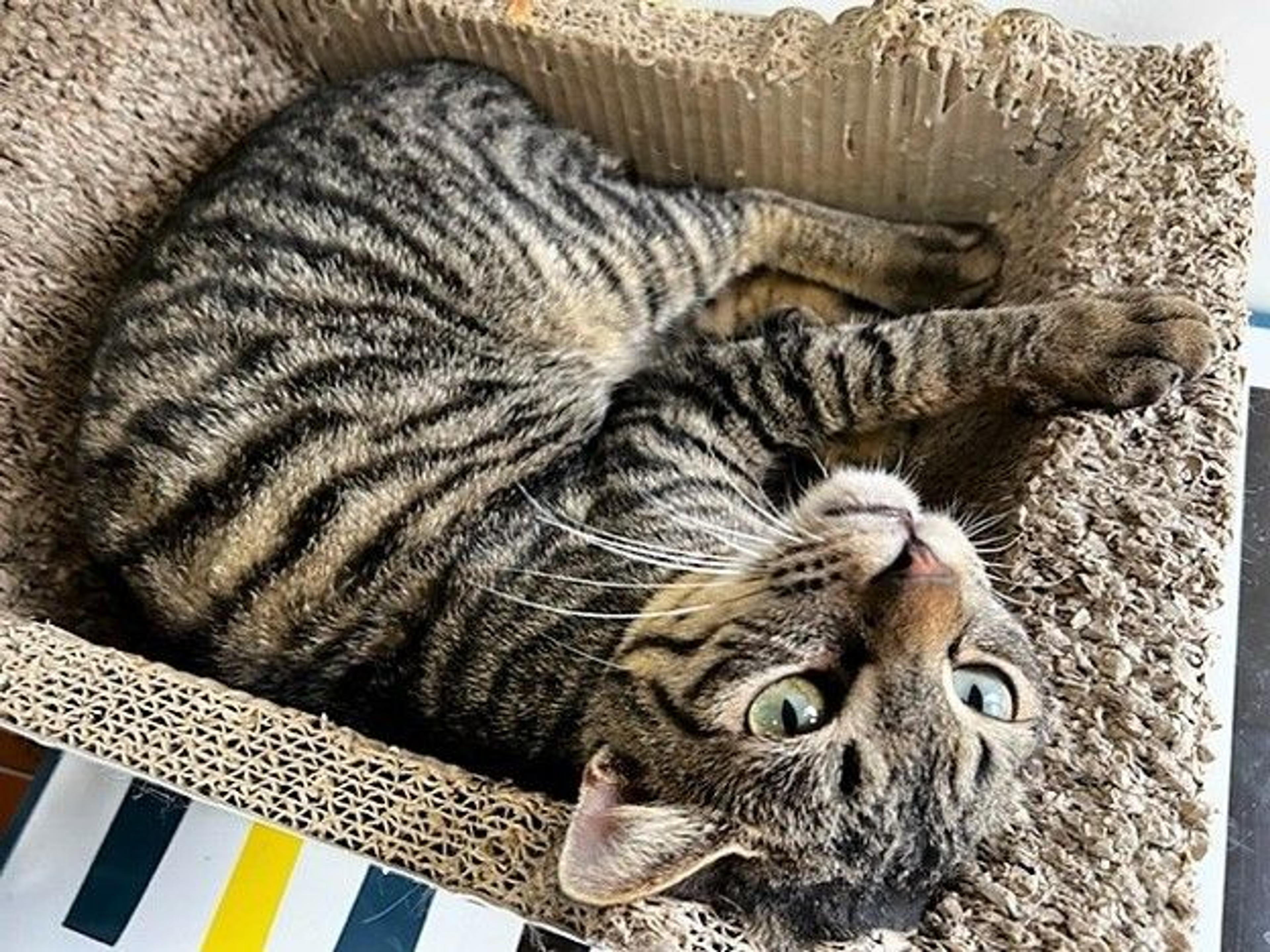 pet-image-8