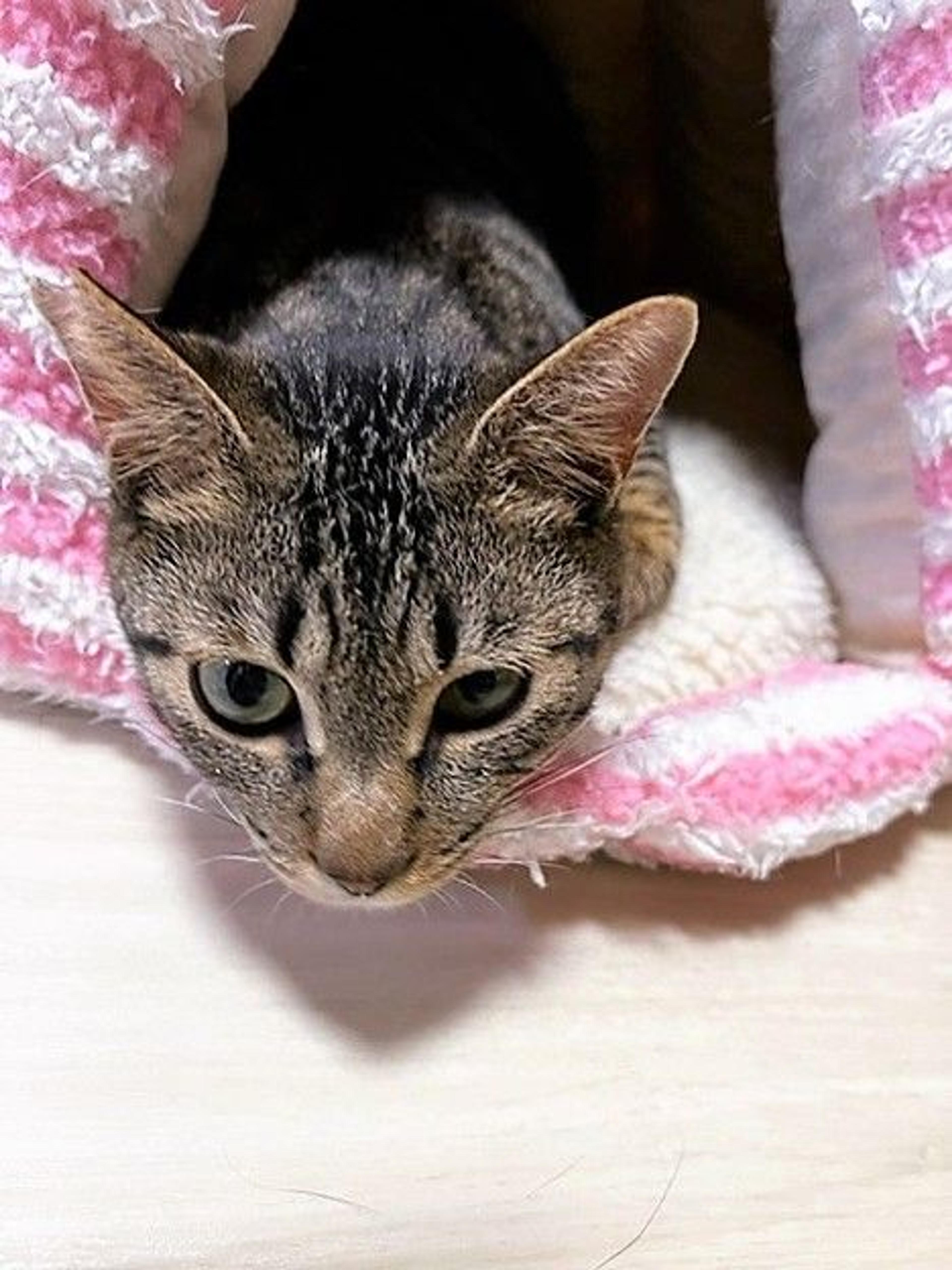 pet-image-9