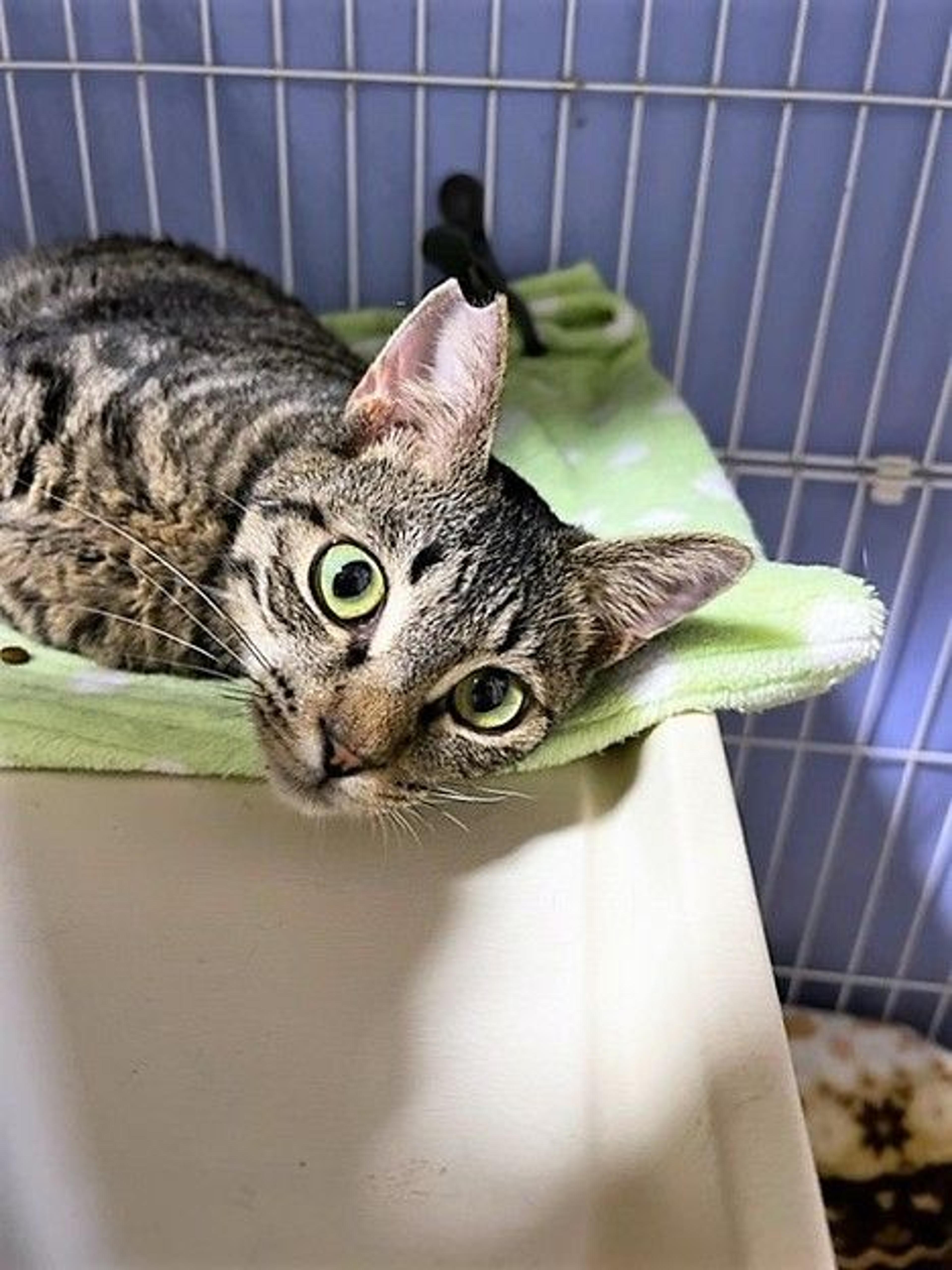 pet-image-3