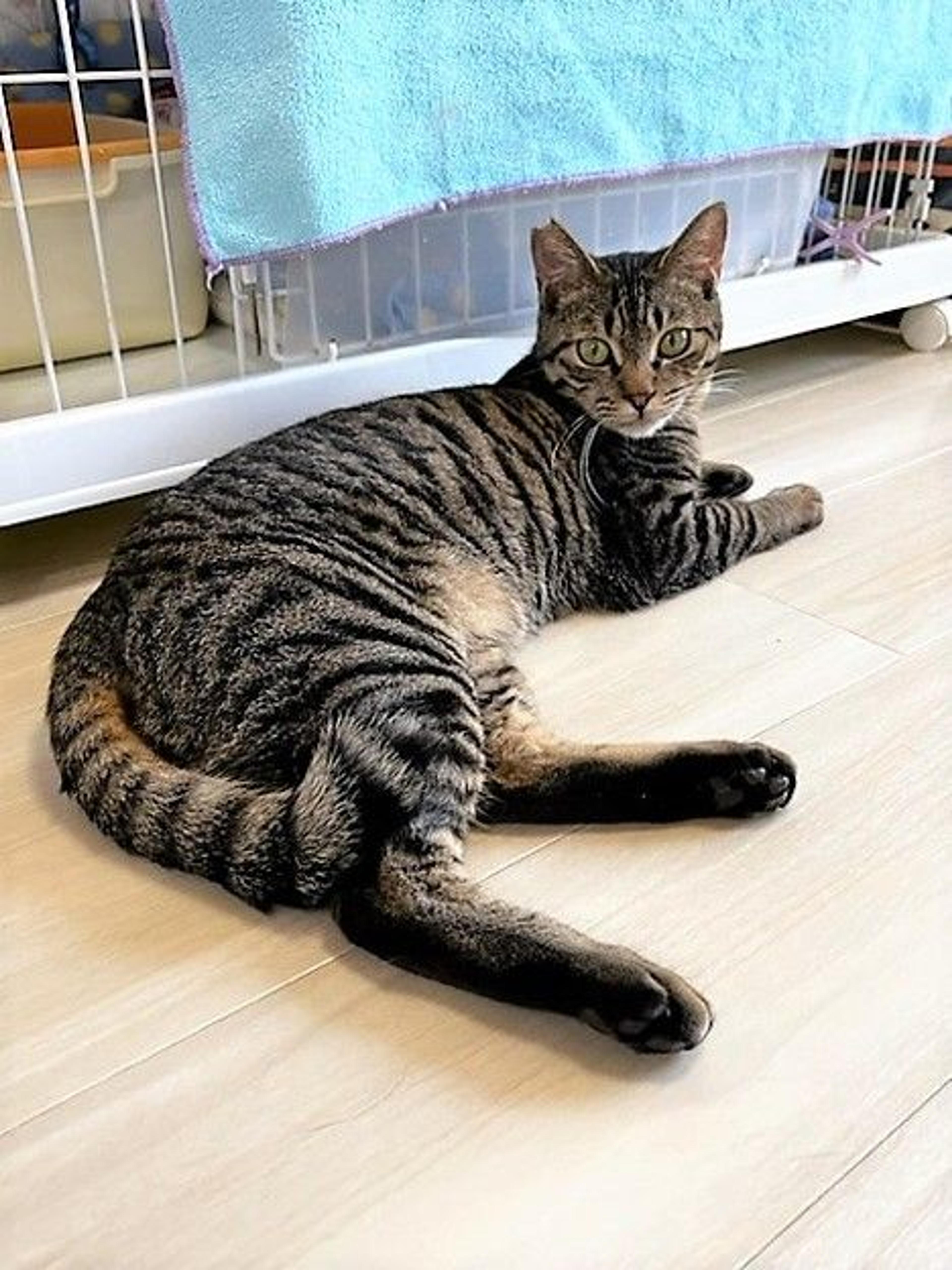 pet-image-4