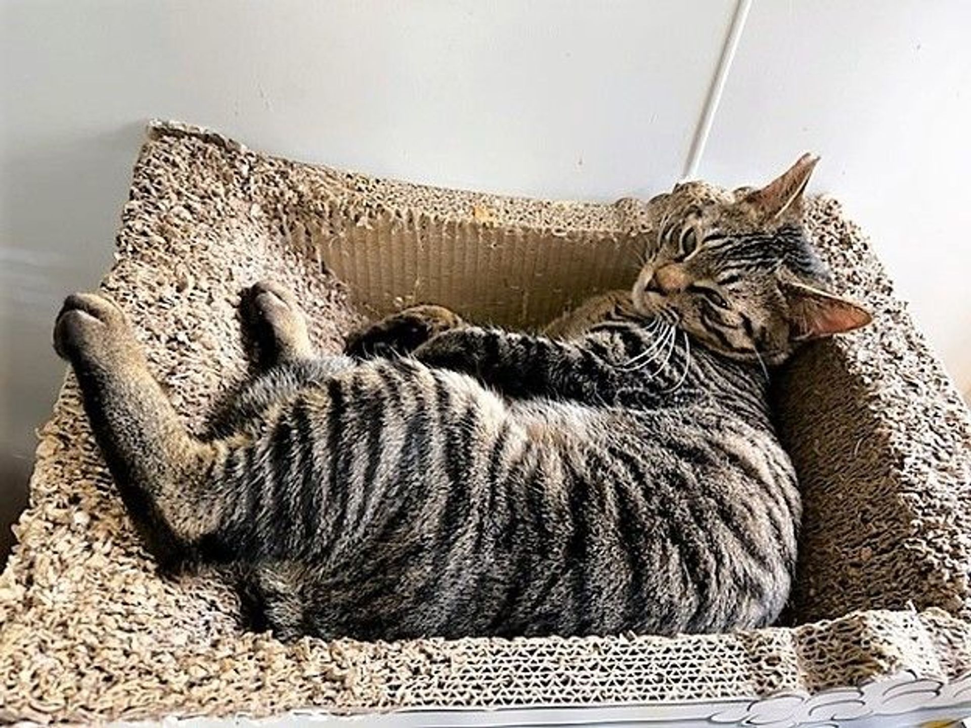 雑種（ミックス猫）・オスの里親募集の写真