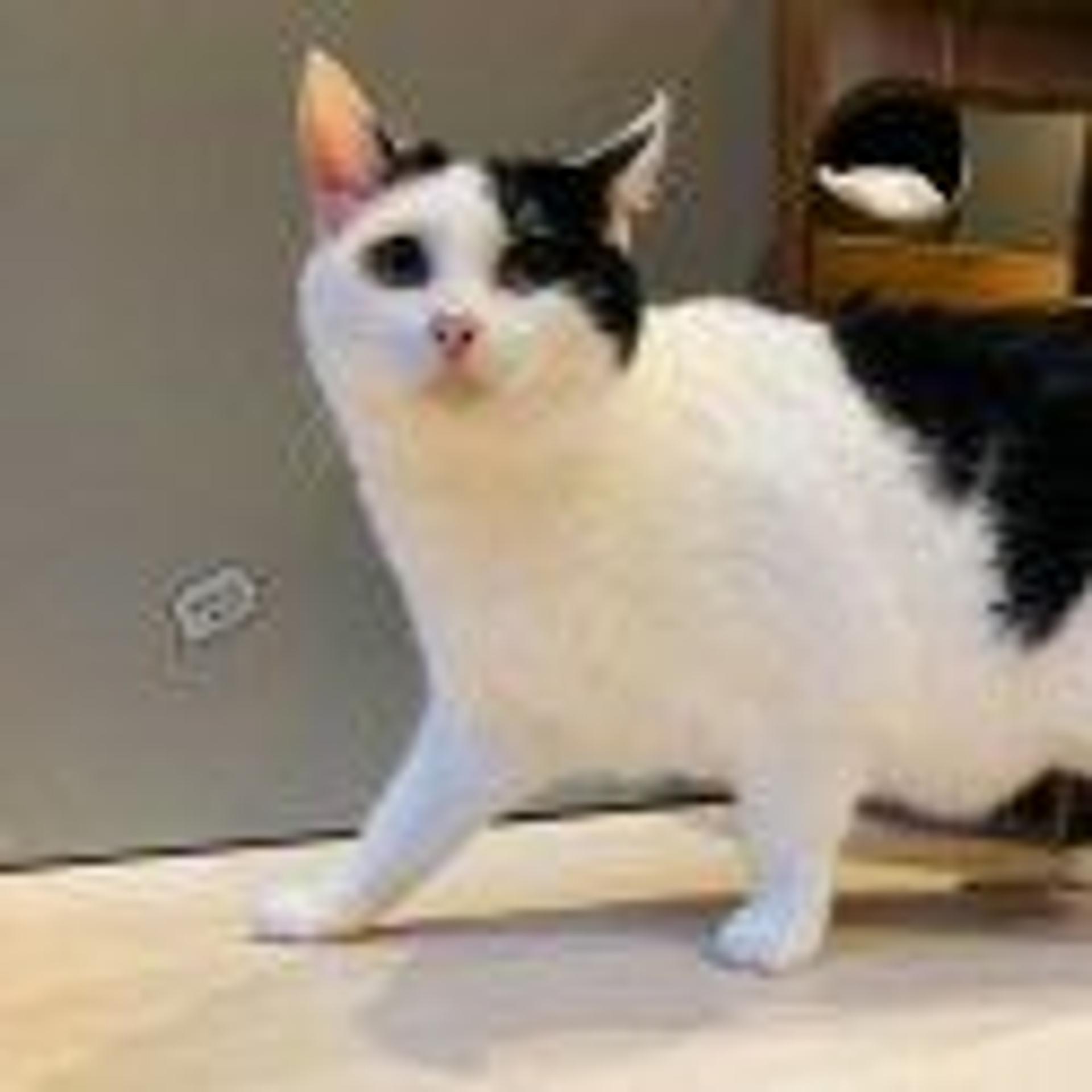 pet-image-2