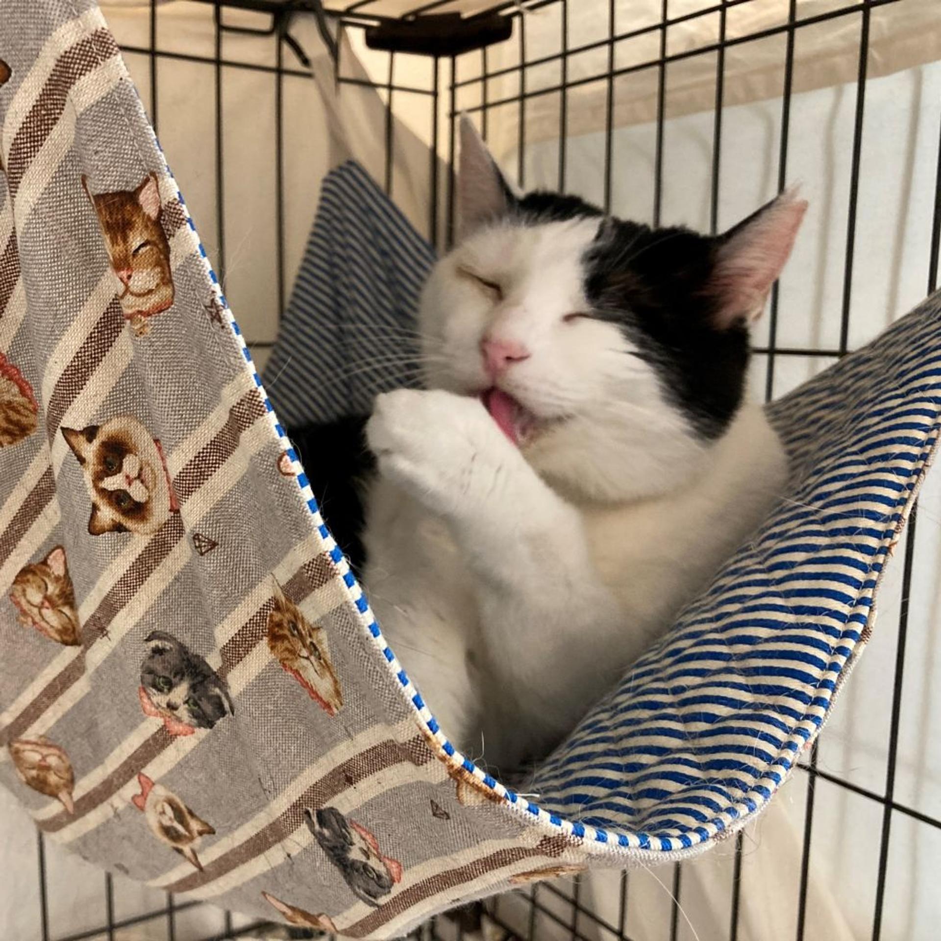 pet-image-3