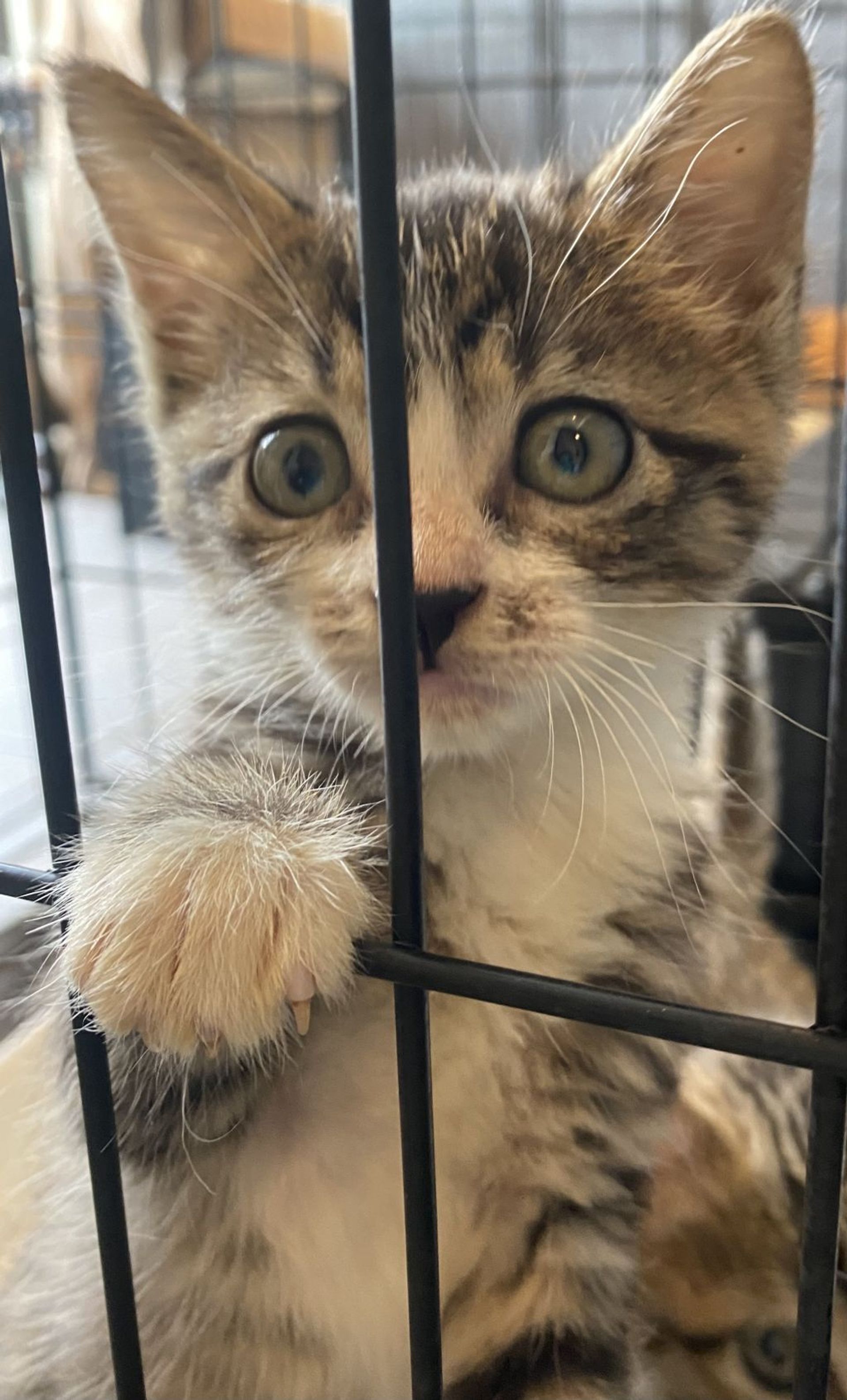 雑種（ミックス猫）・メスの里親募集の写真