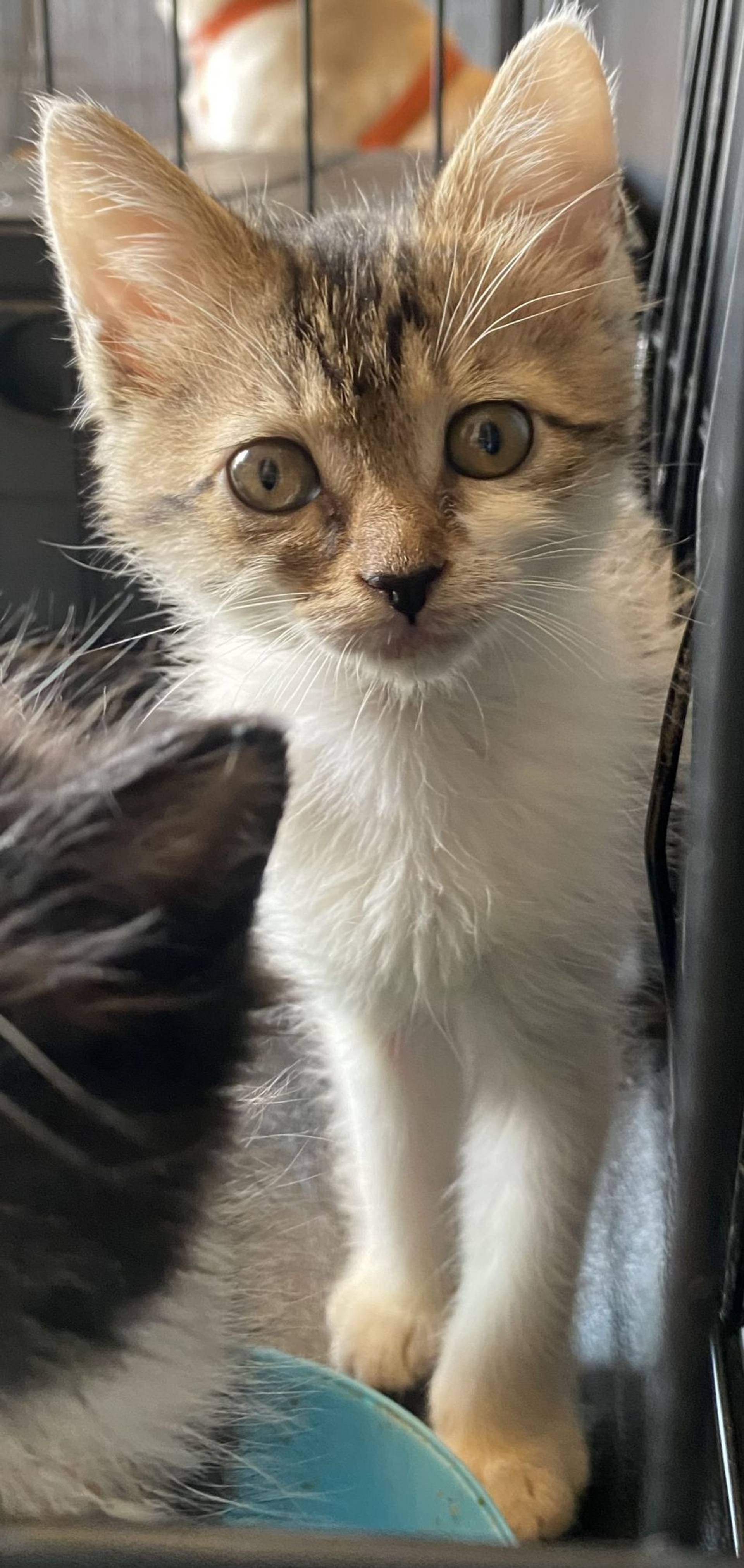 雑種（ミックス猫）・メスの里親募集の写真