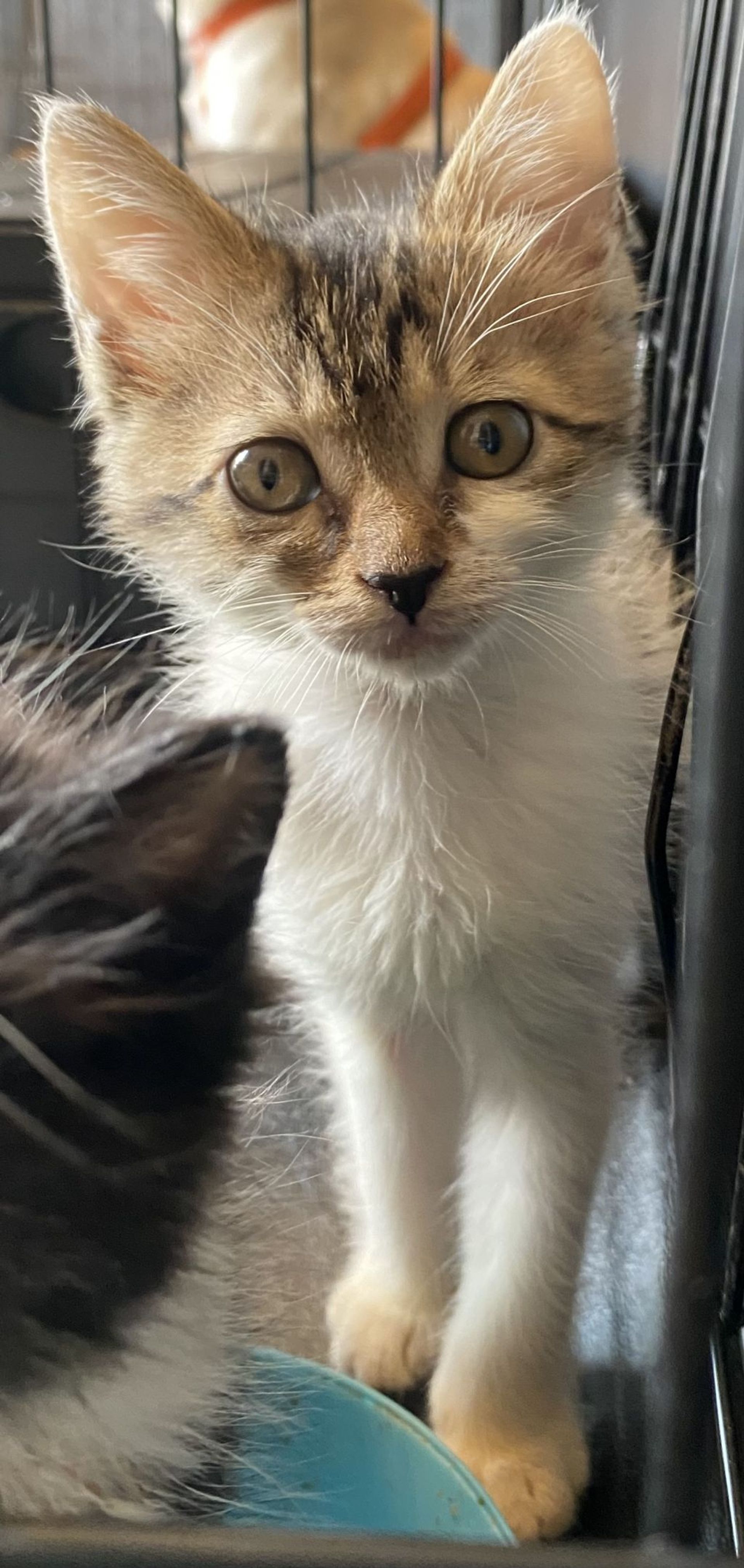 雑種（ミックス猫）・メスの里親募集の写真
