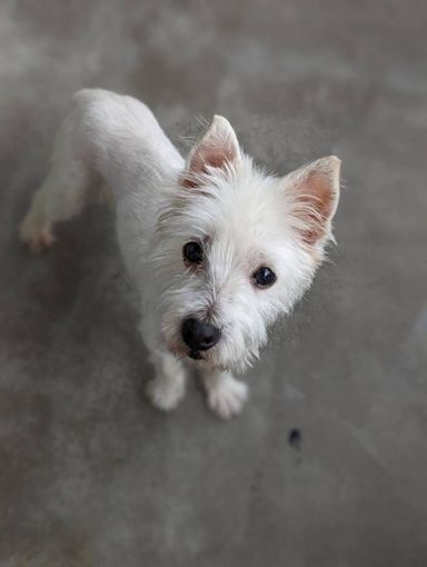 ブリジットの写真