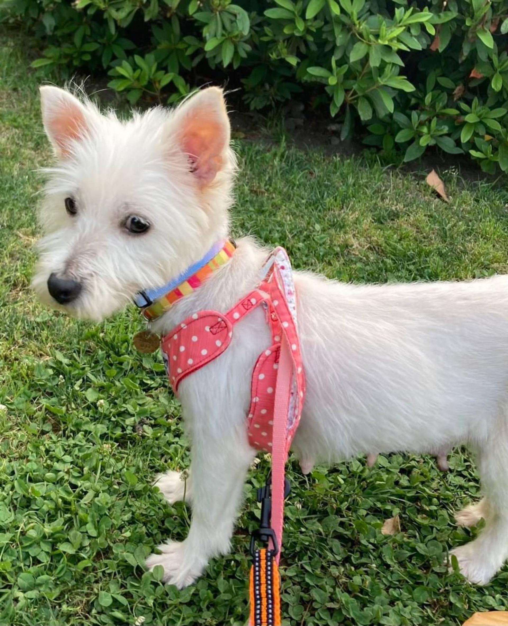pet-image-2