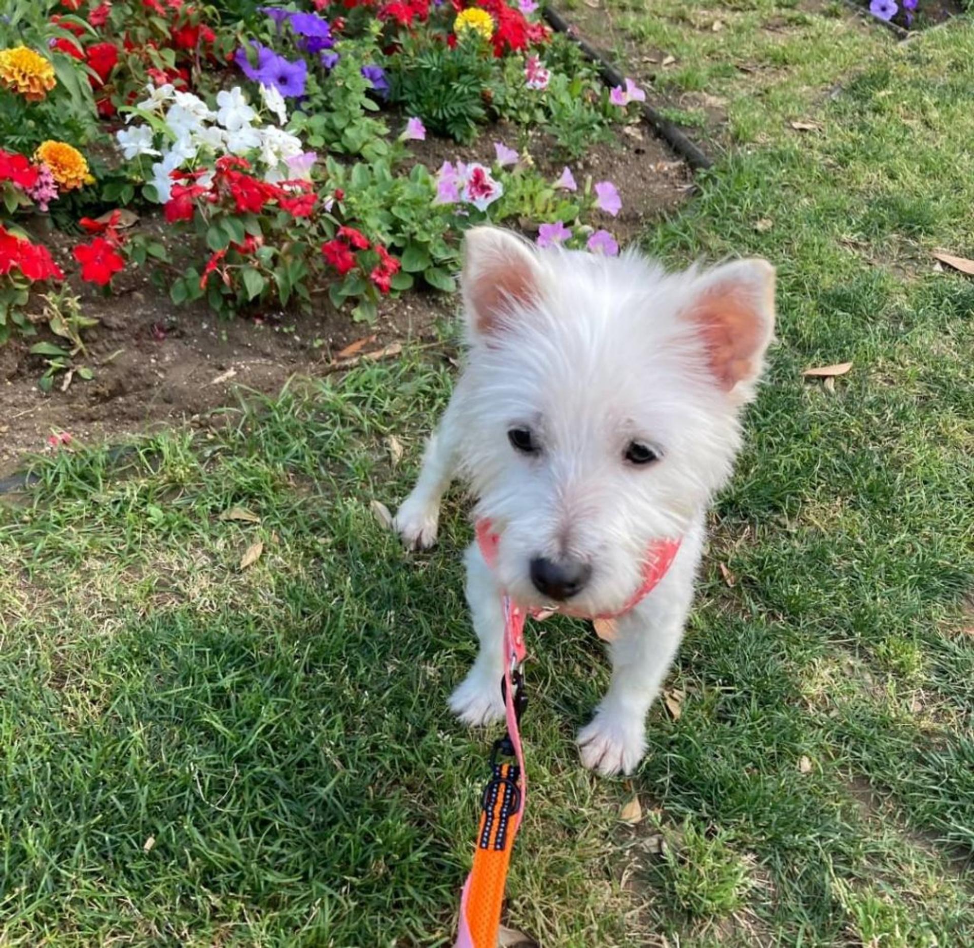 pet-image-3