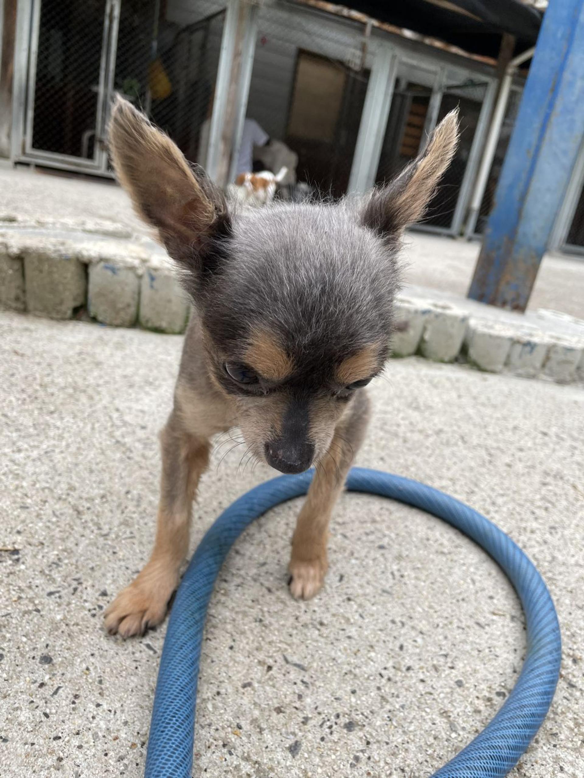 pet-image-5