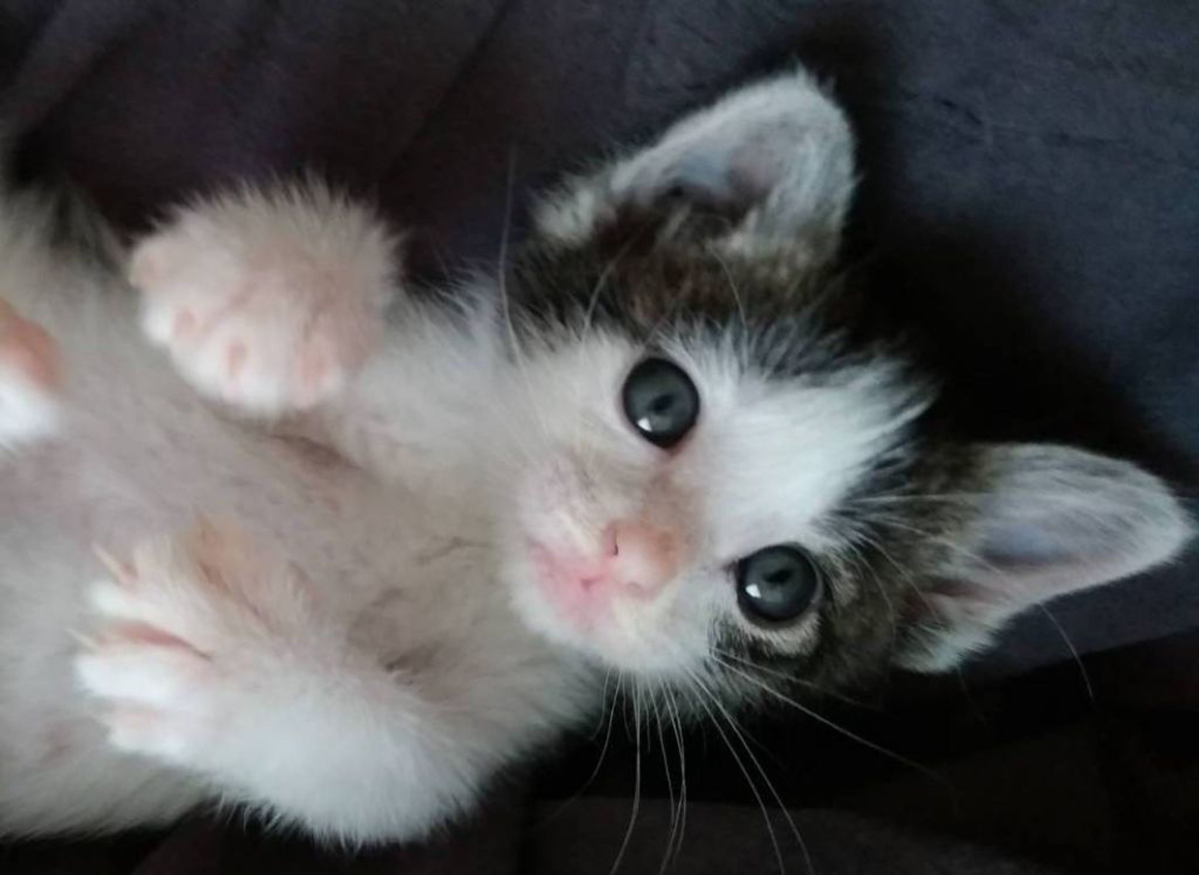 雑種（ミックス猫）・メスの里親募集の写真