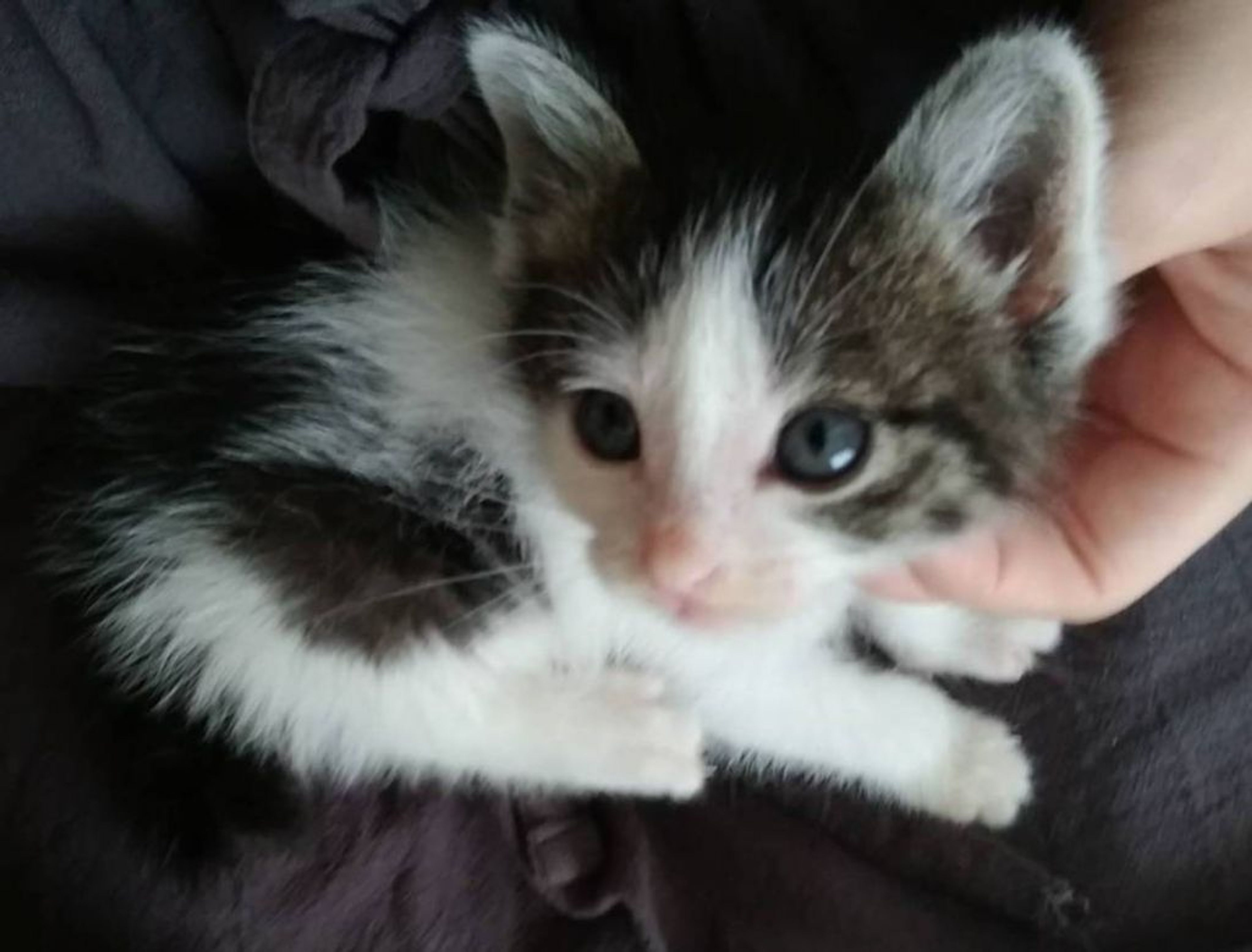 pet-image-2