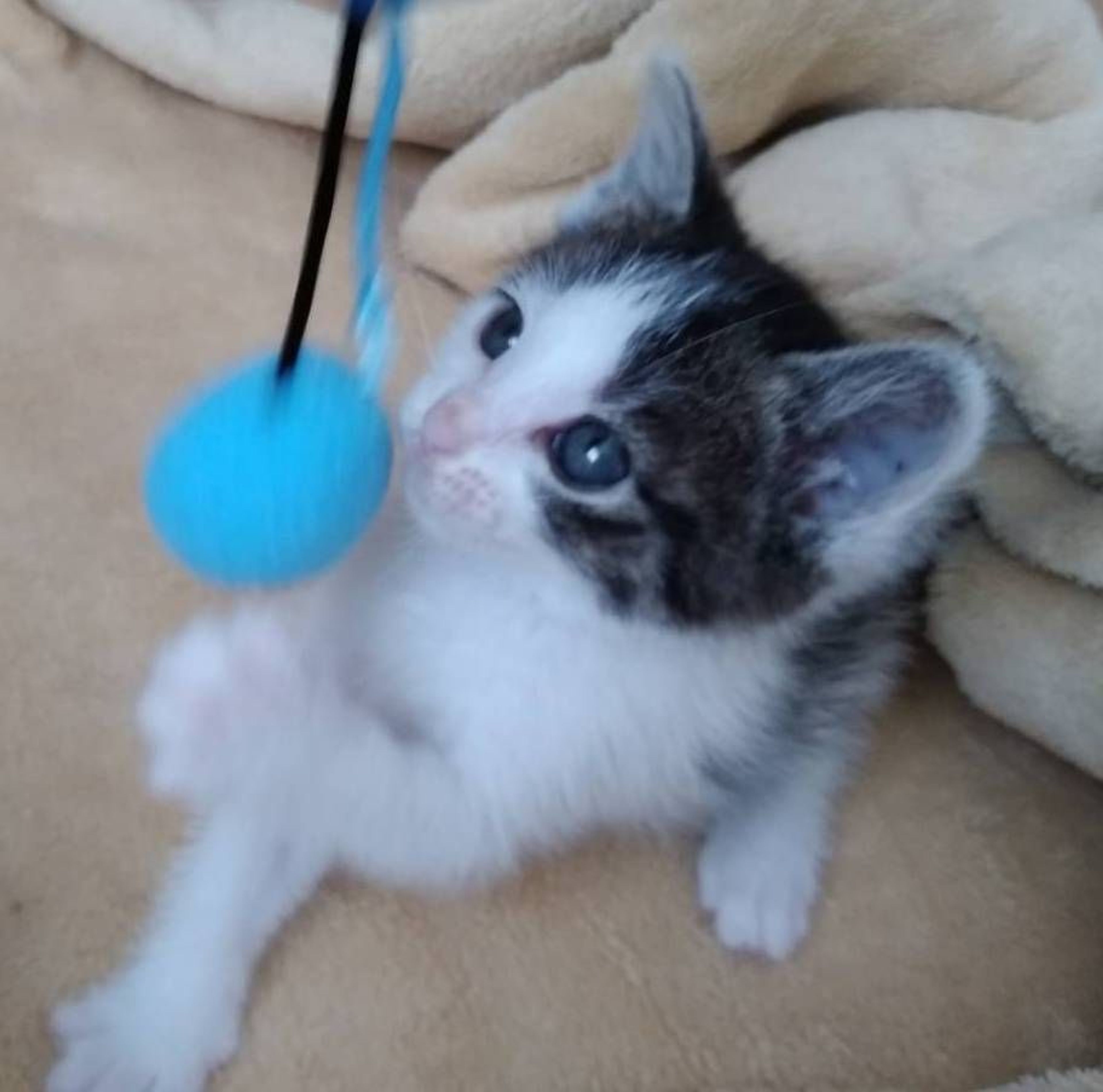 pet-image-3