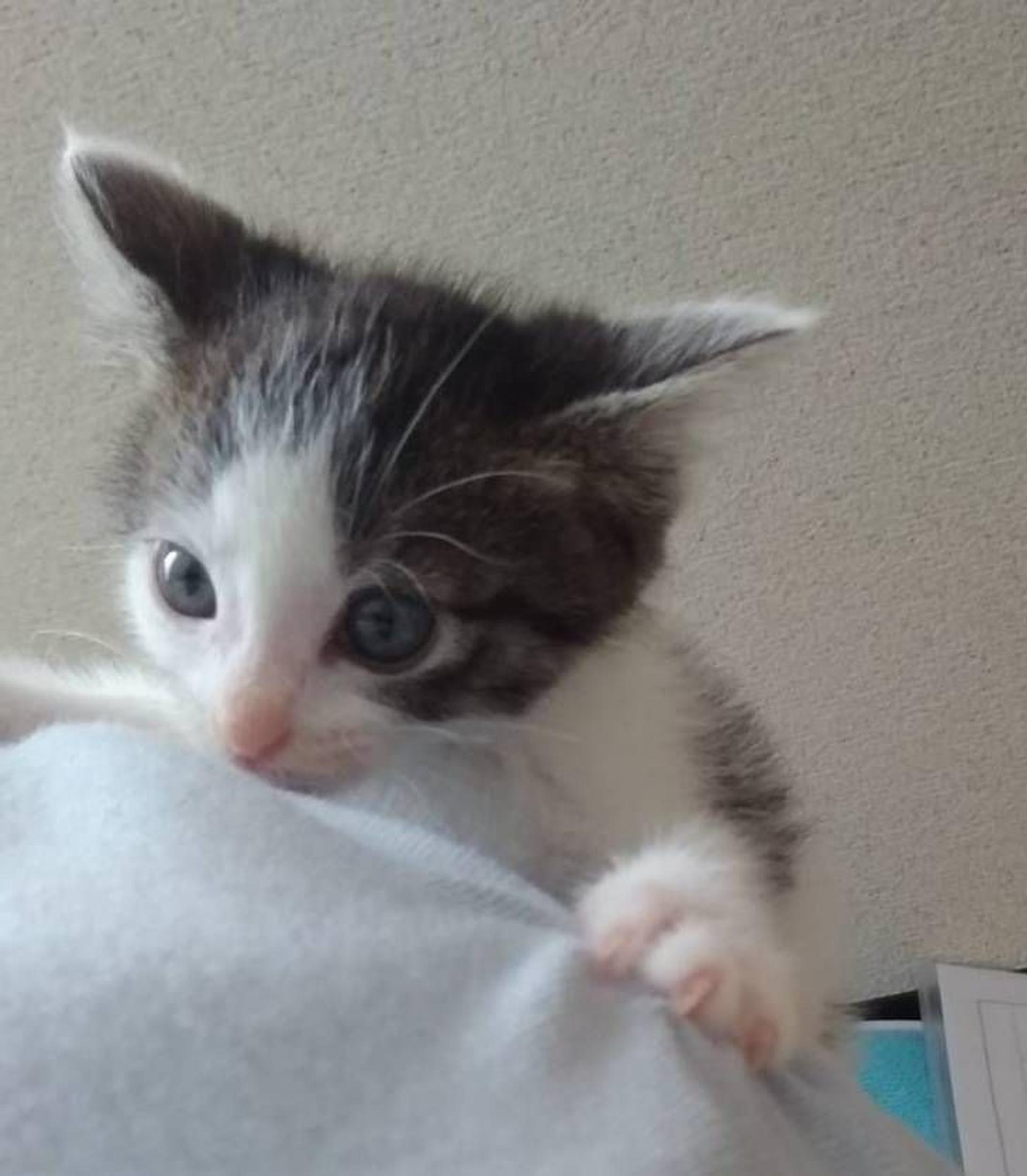pet-image-4