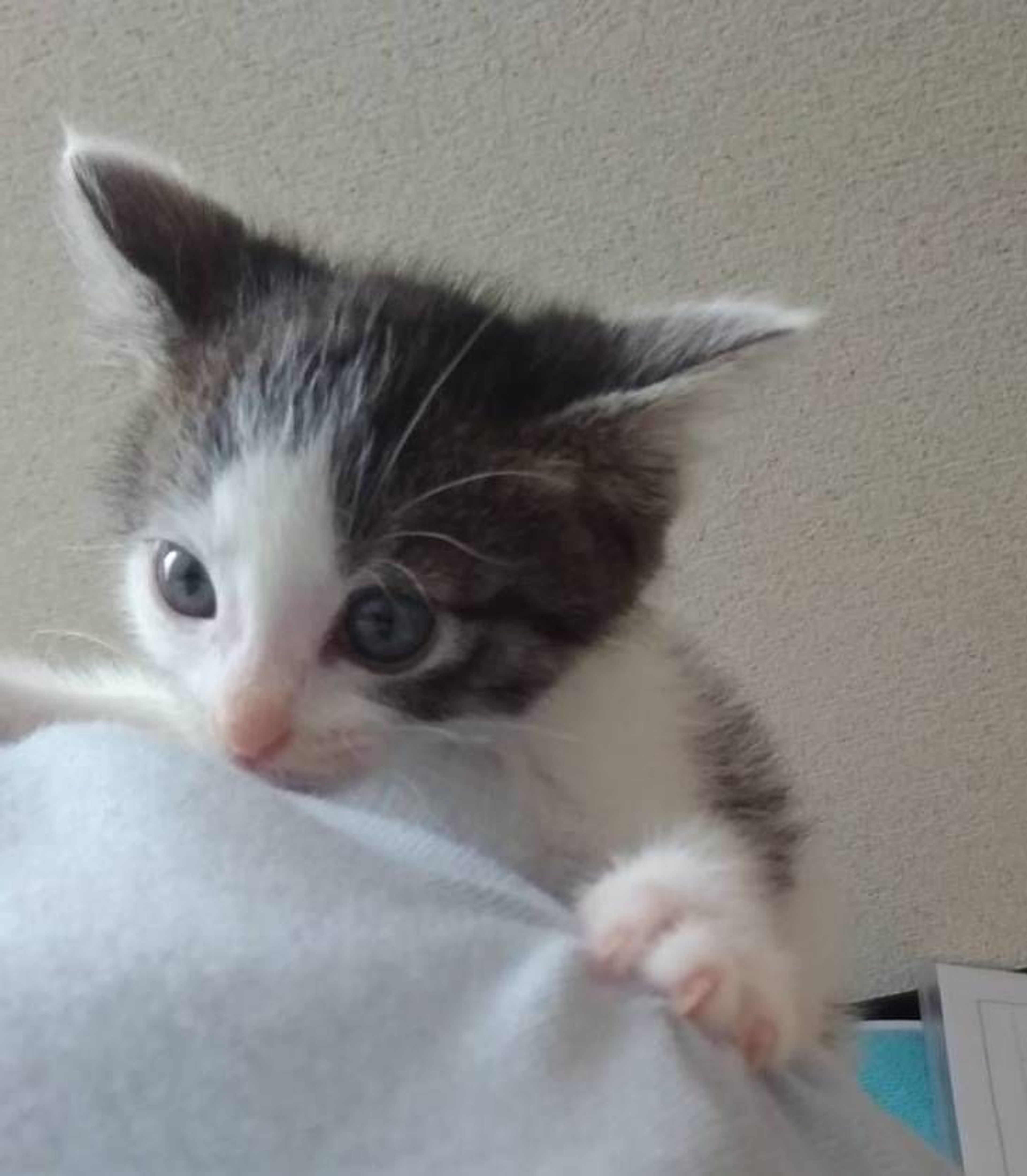 pet-image-4