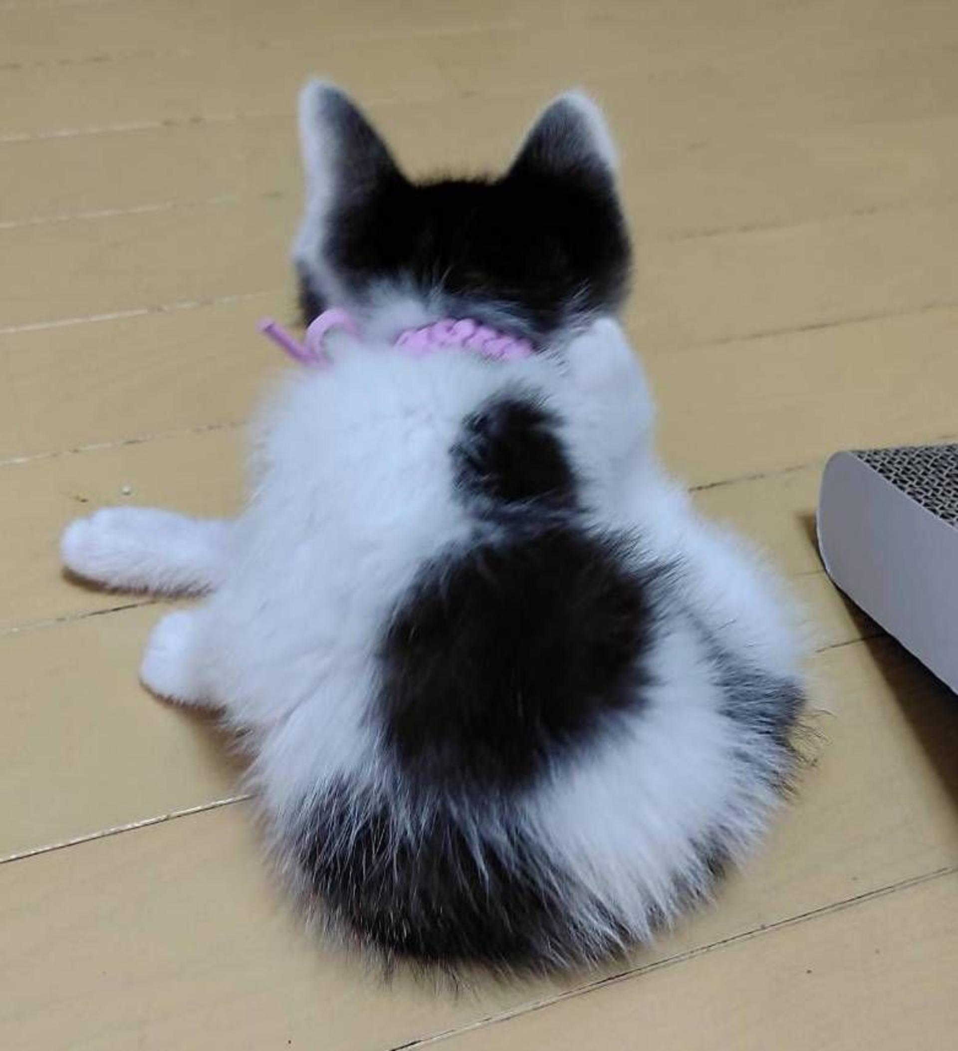 pet-image-5