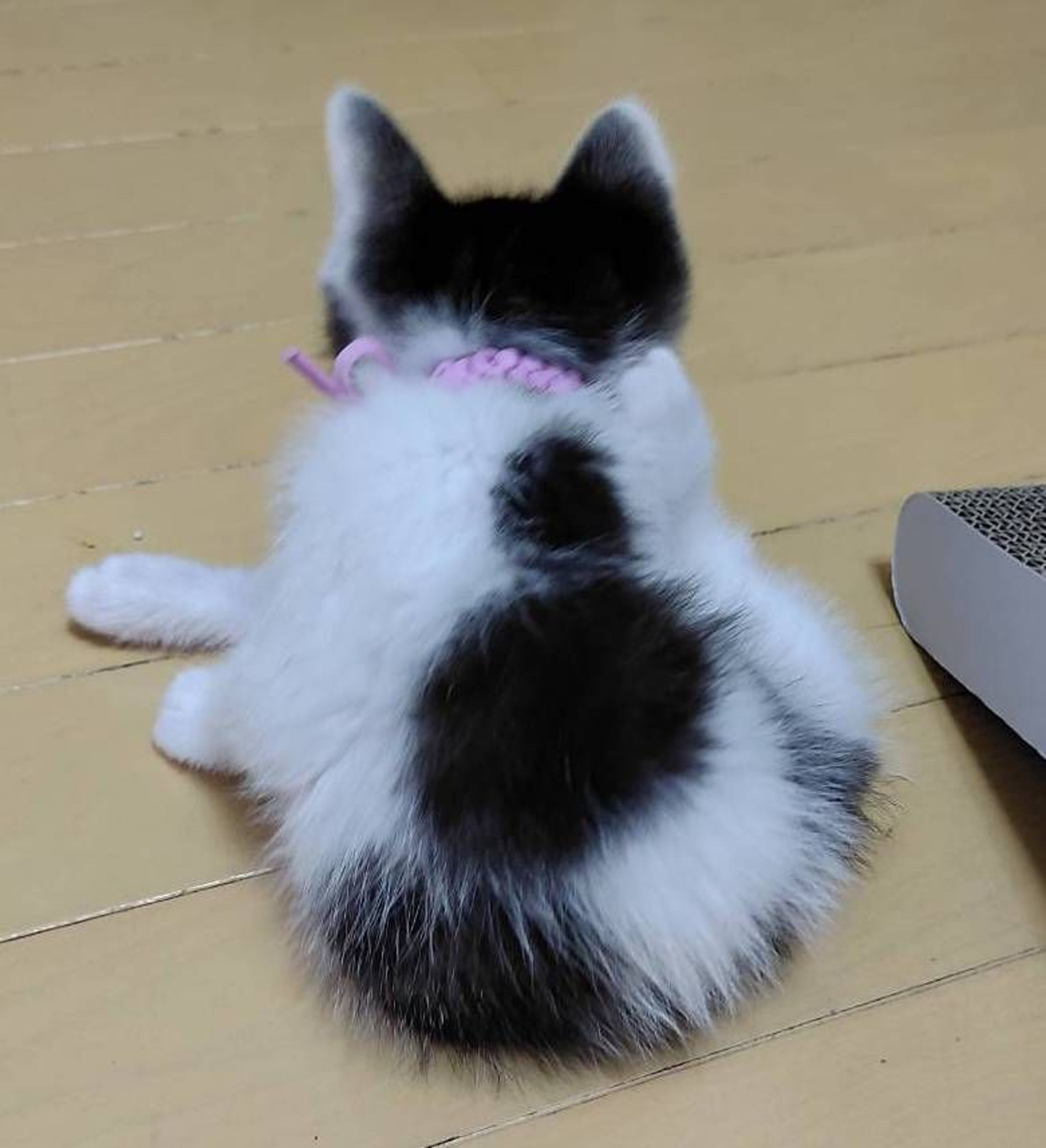 pet-image-5