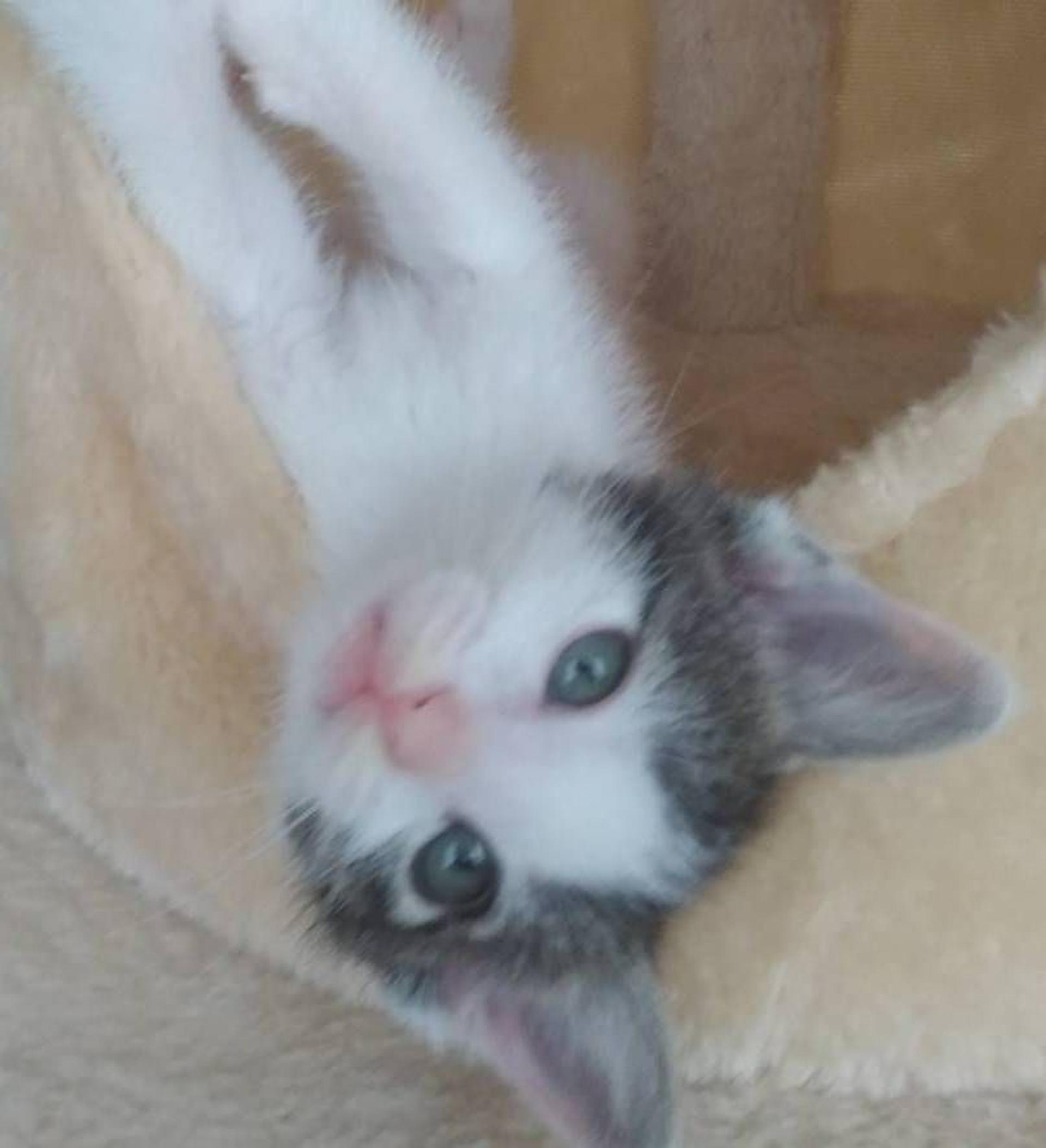 pet-image-6