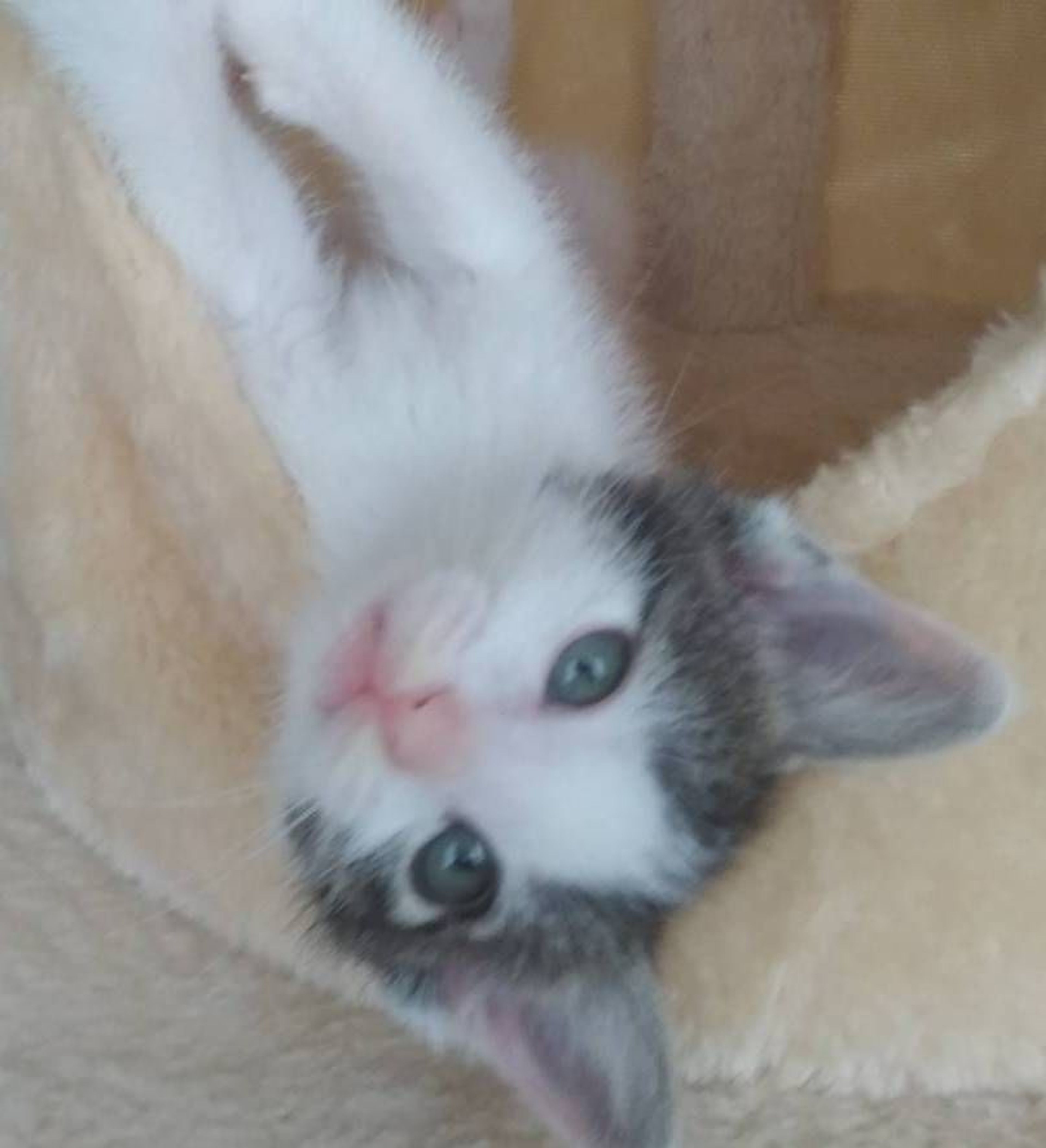 pet-image-6