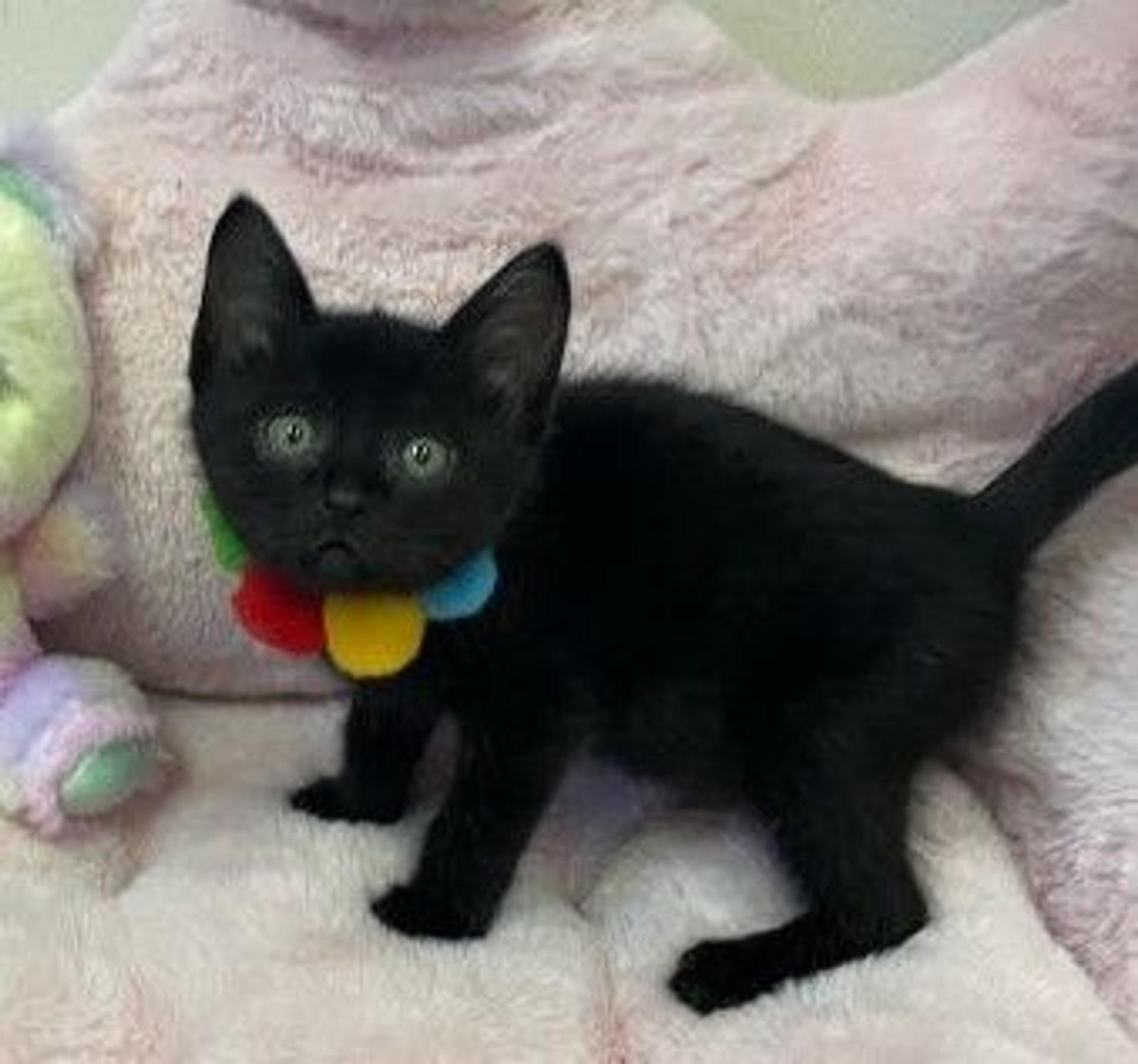 pet-image-2