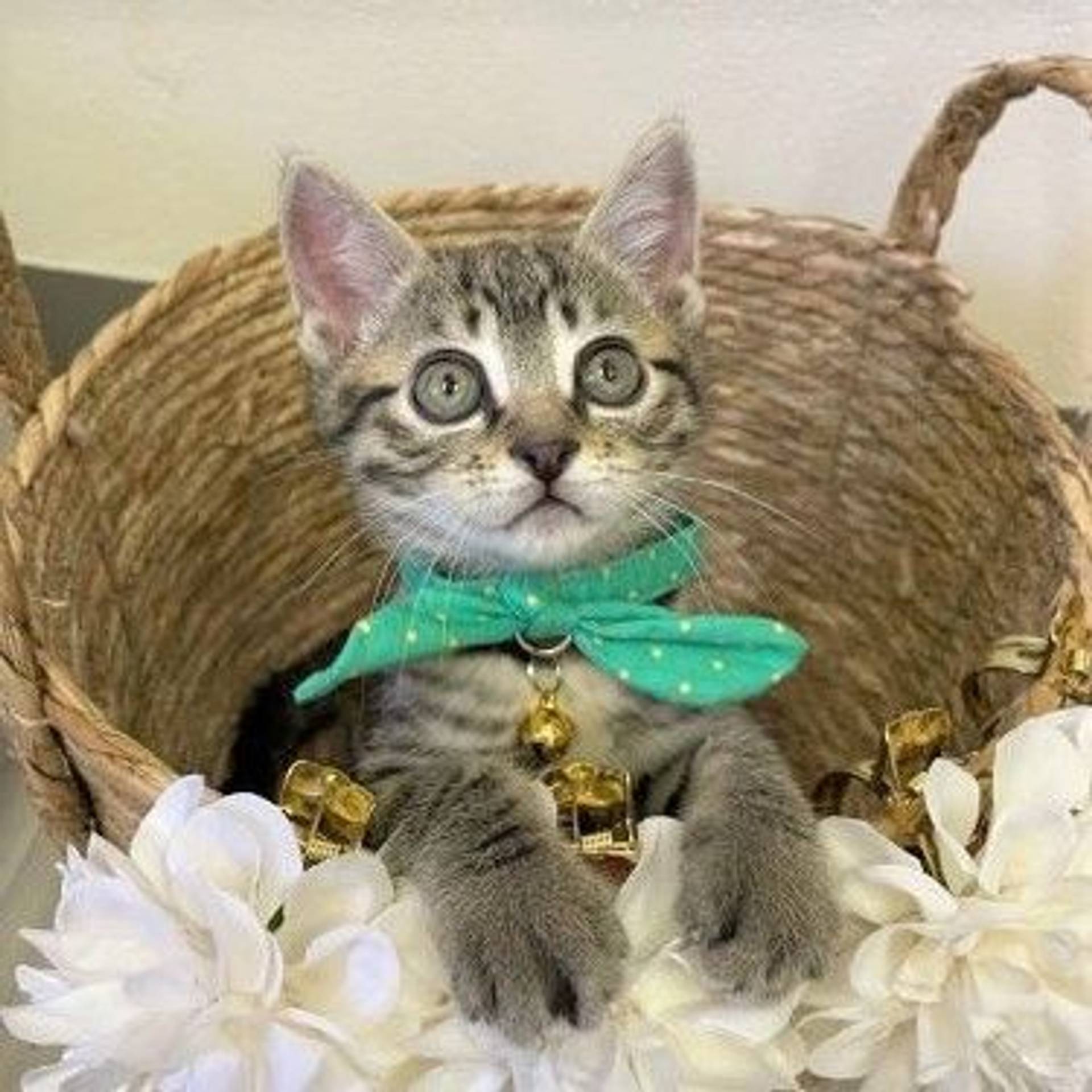雑種（ミックス猫）・オスの里親募集の写真