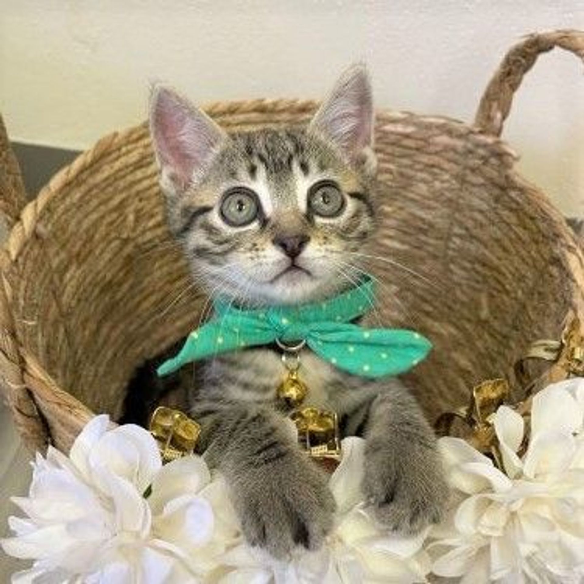 雑種（ミックス猫）・オスの里親募集の写真
