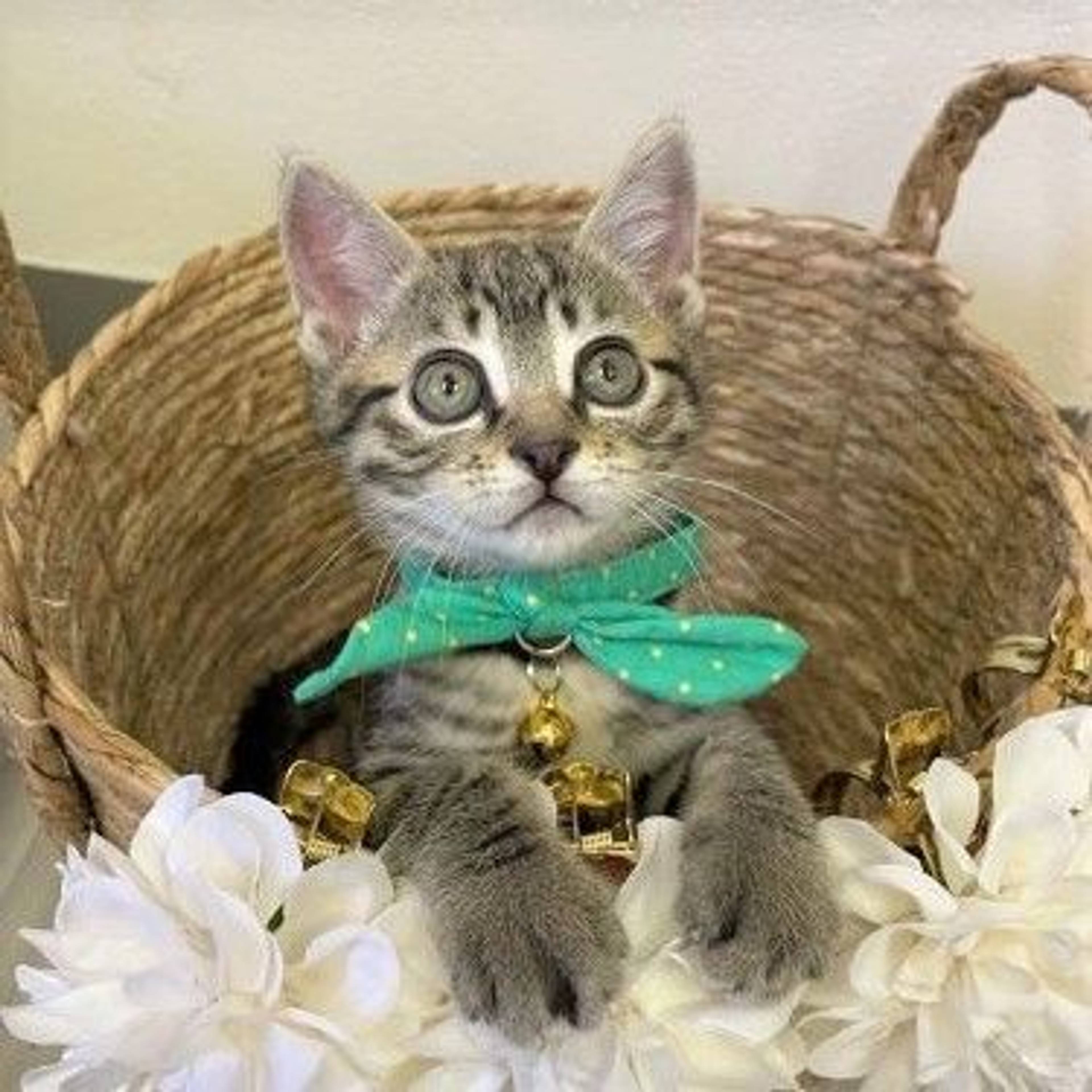 雑種（ミックス猫）・オスの里親募集の写真