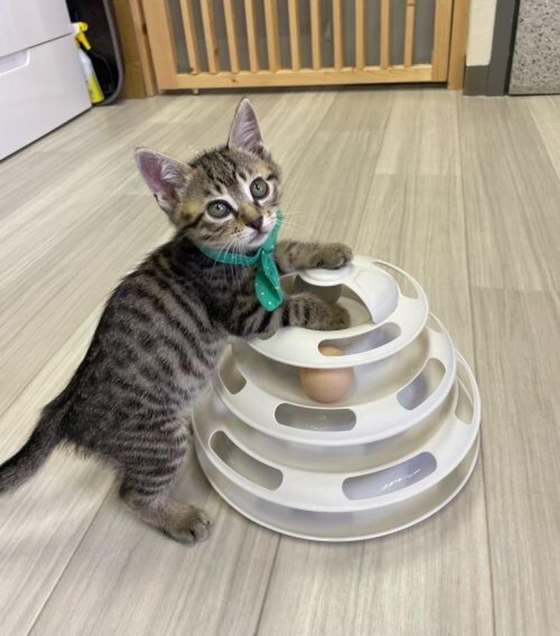 pet-image-4
