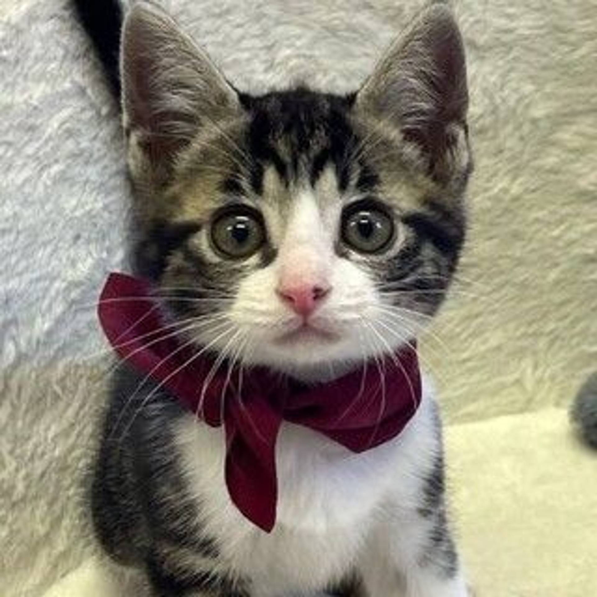 雑種（ミックス猫）・メスの里親募集の写真