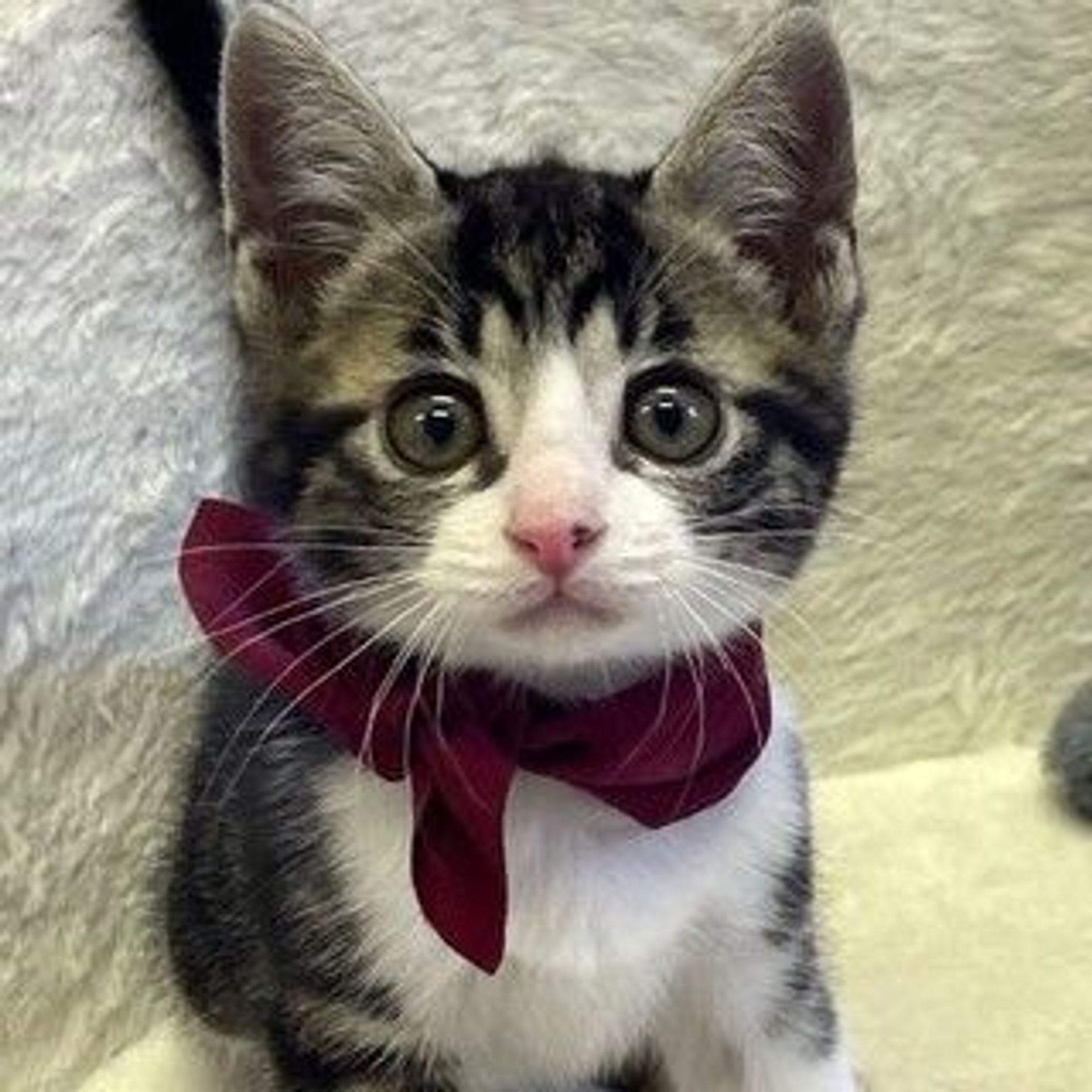 雑種（ミックス猫）・メスの里親募集の写真