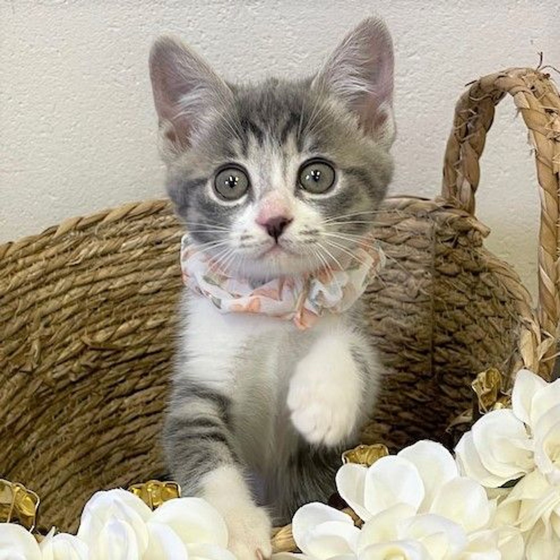 雑種（ミックス猫）・メスの里親募集の写真