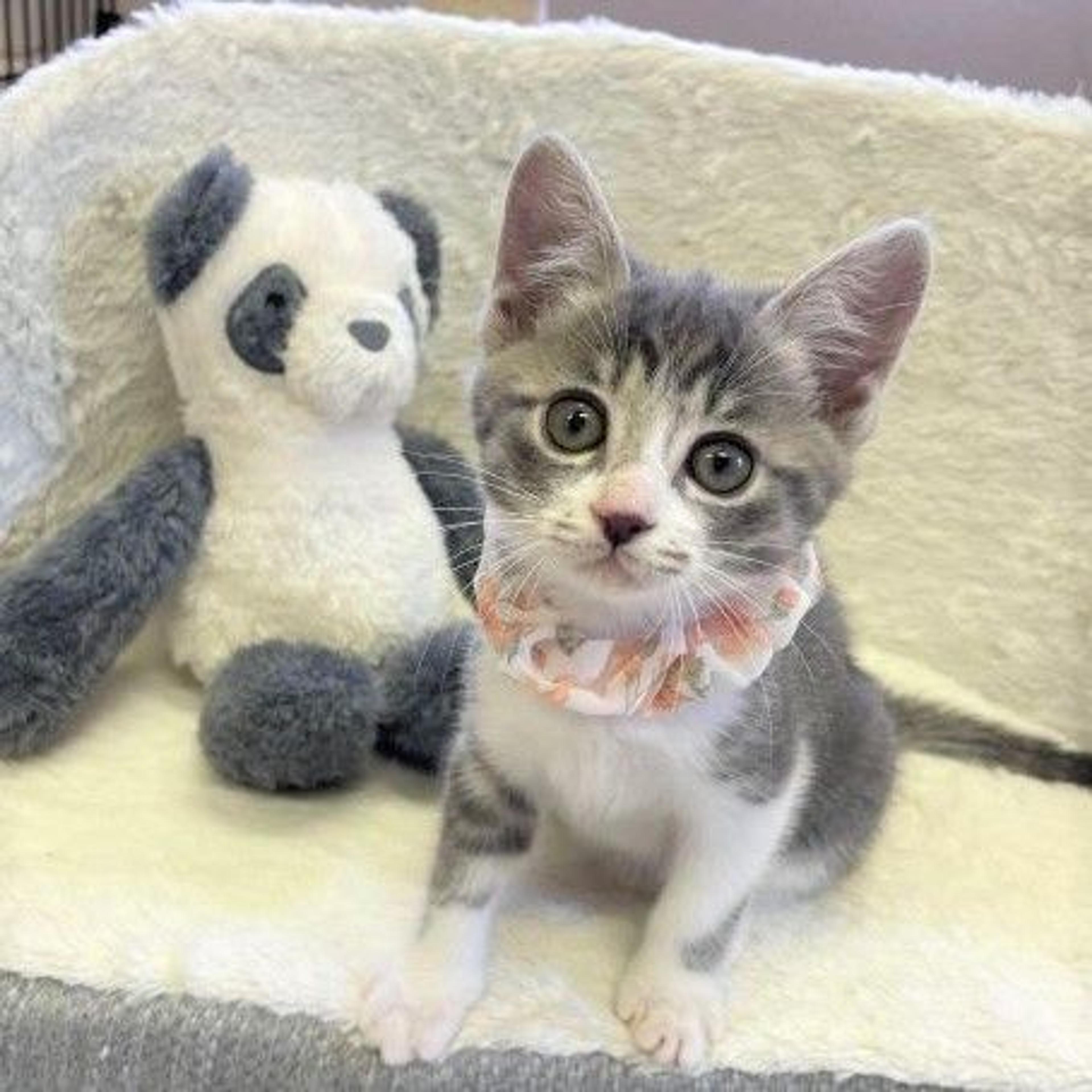 pet-image-2