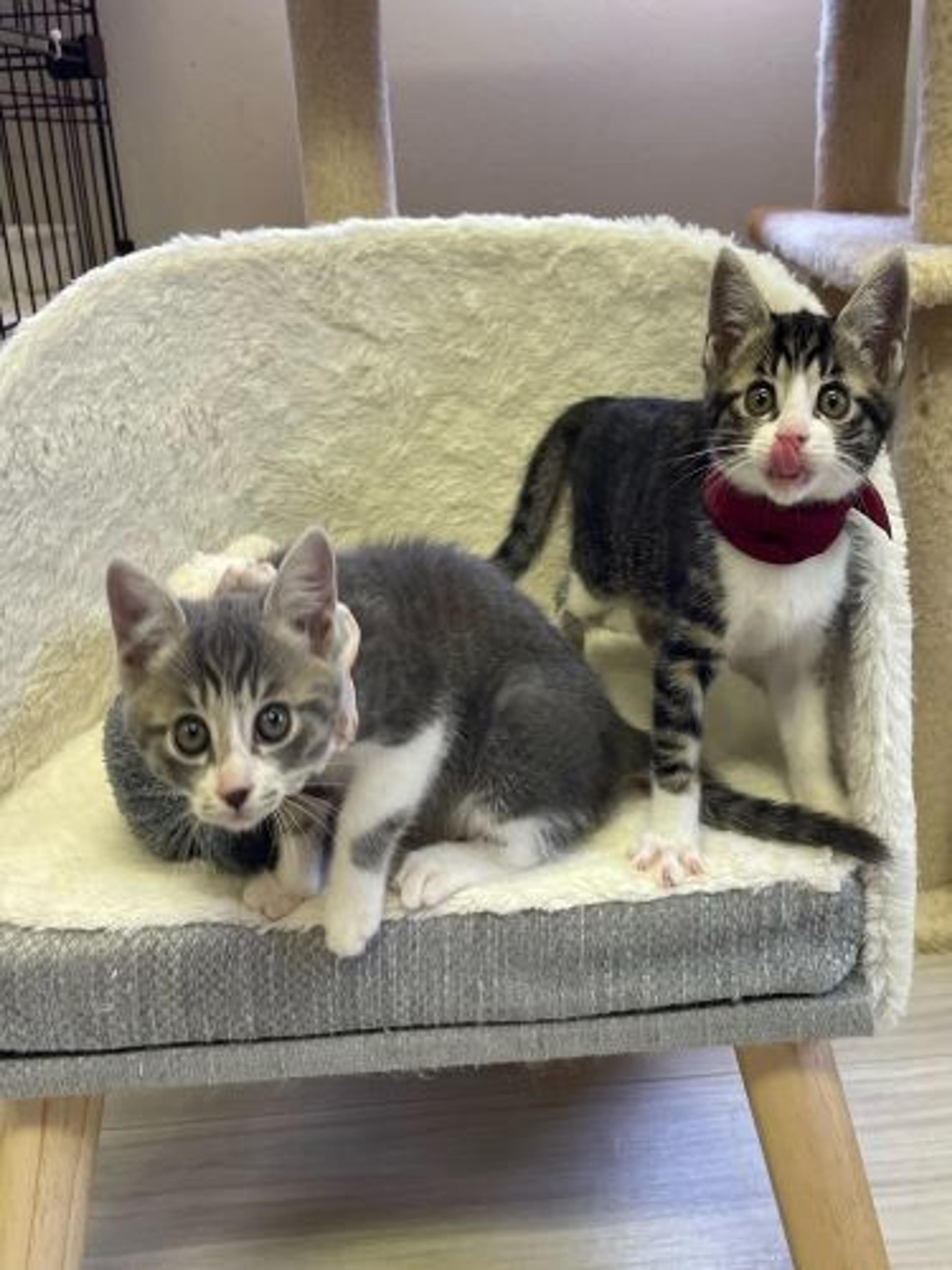 pet-image-4