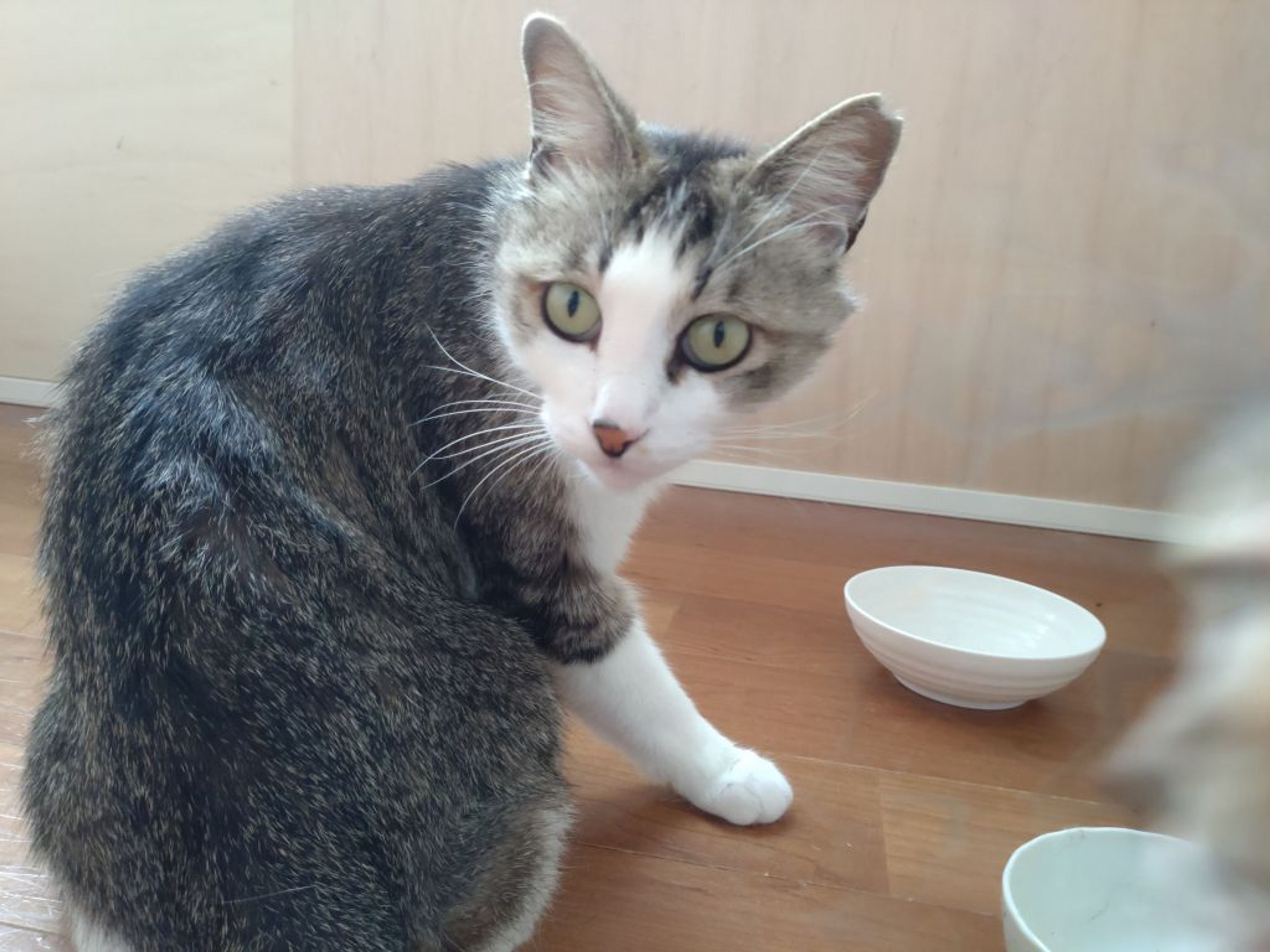 pet-image-2
