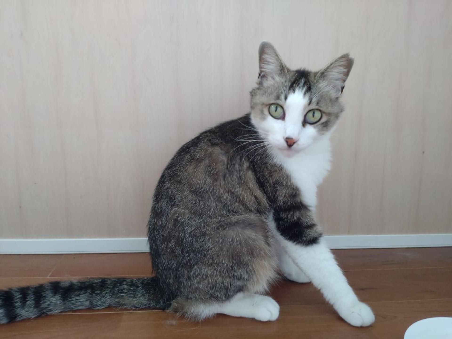 pet-image-3