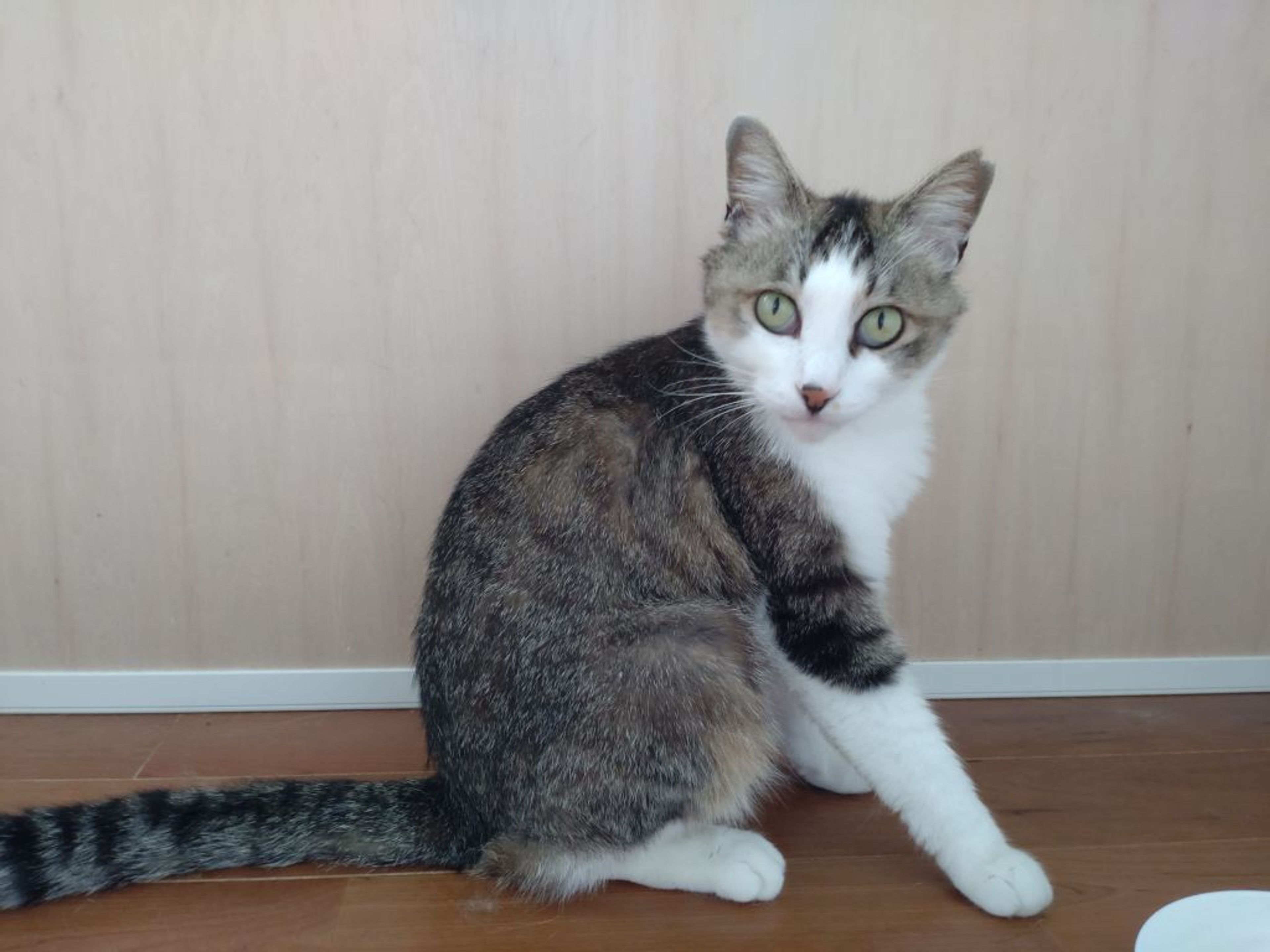 pet-image-3