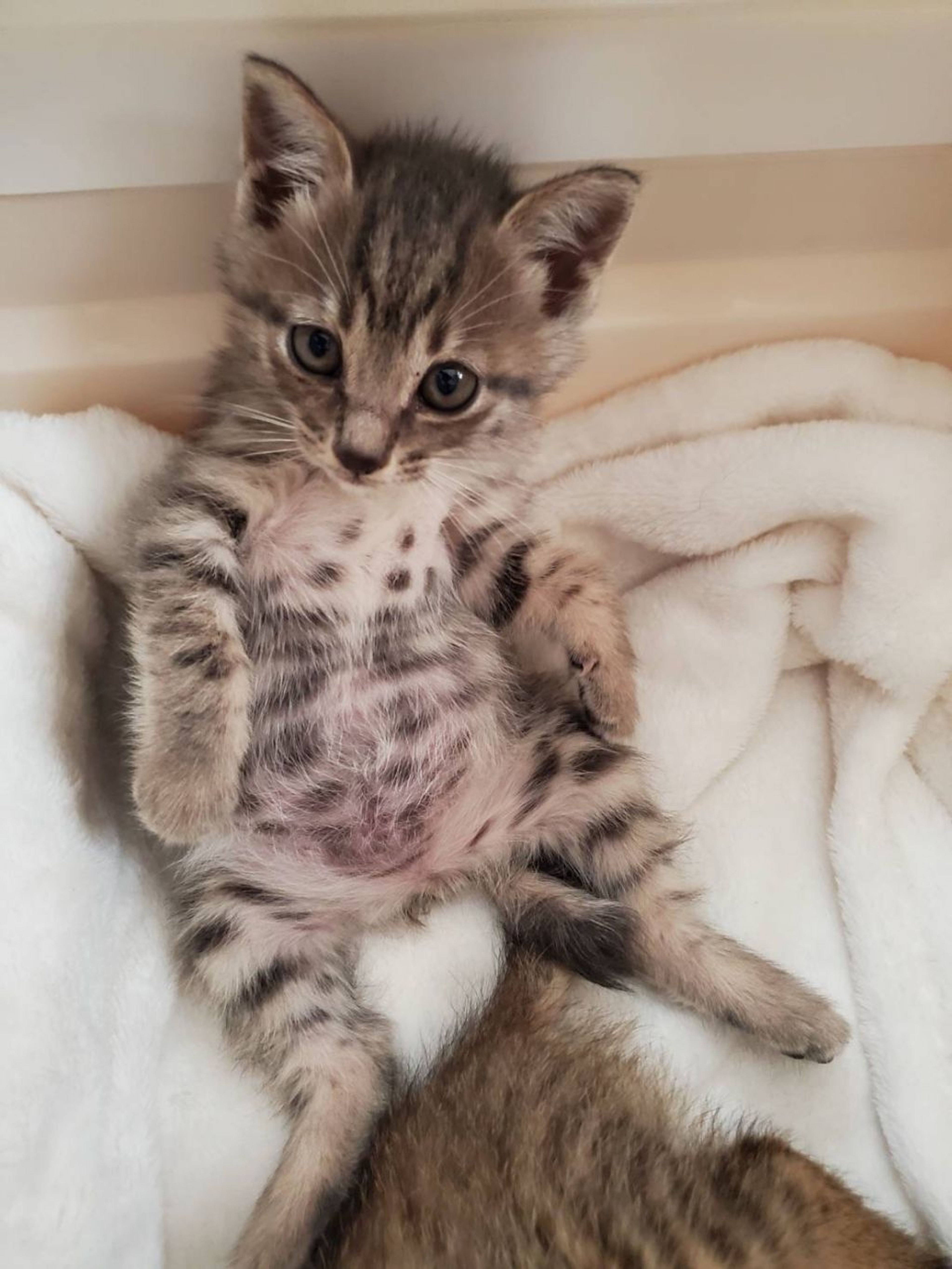 雑種（ミックス猫）・メスの里親募集の写真
