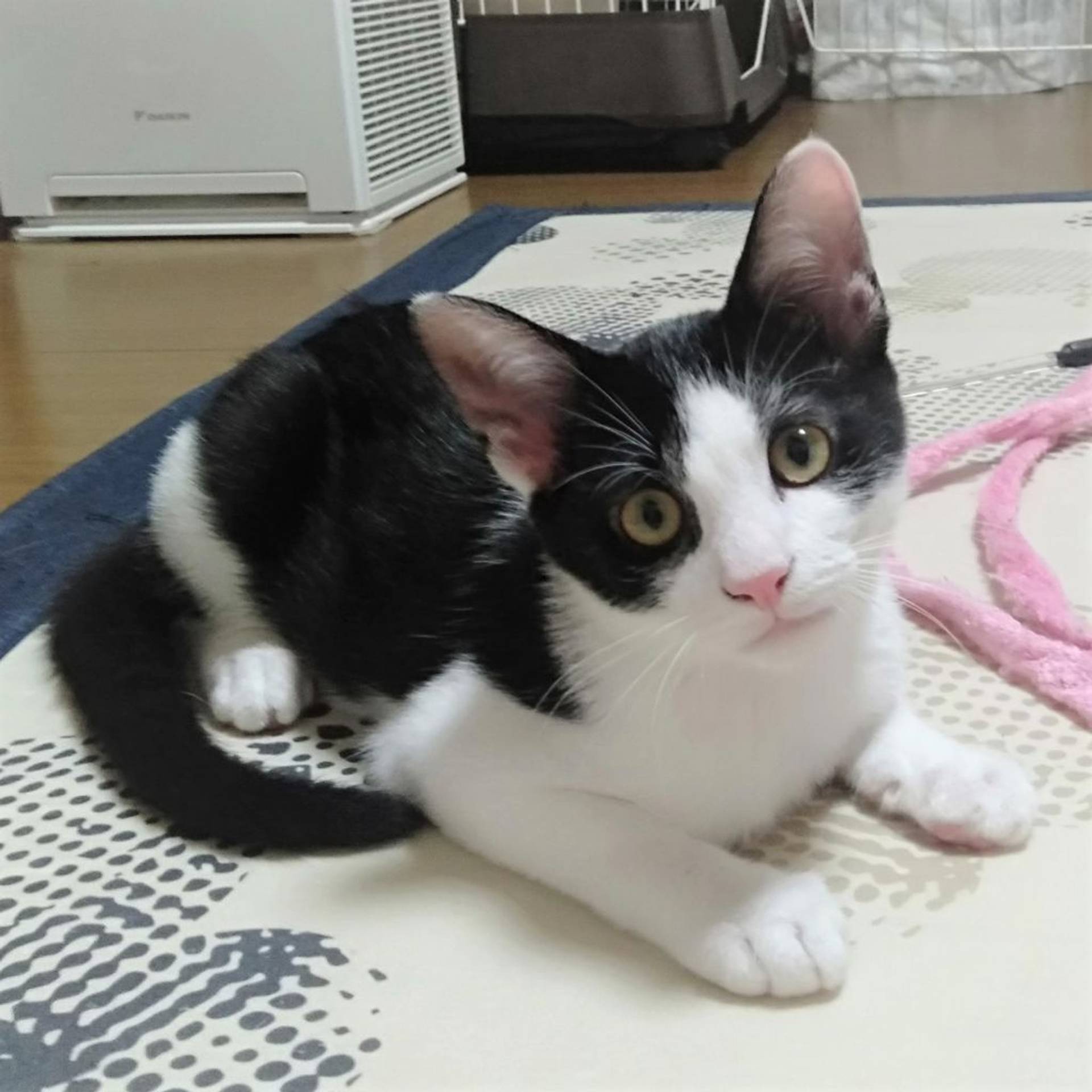 雑種（ミックス猫）・メスの里親募集の写真